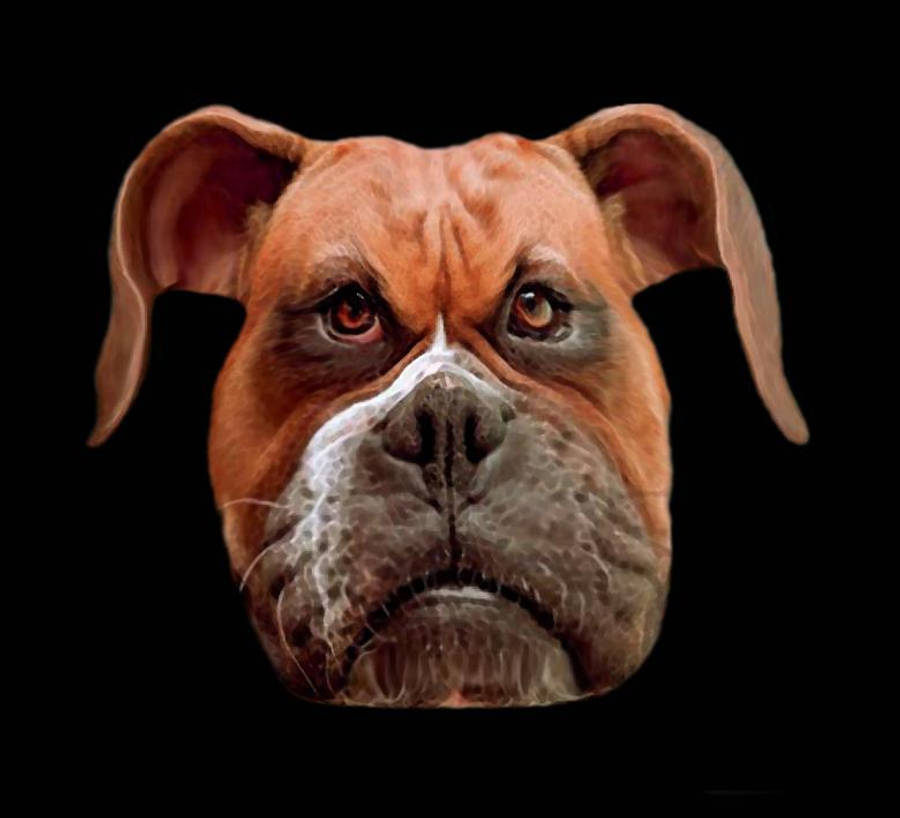 Angry 桌布 壁紙 — 一隻棕色拳師犬的特寫肖像，白色口鼻，眼神充滿靈魂，背景為純黑色。