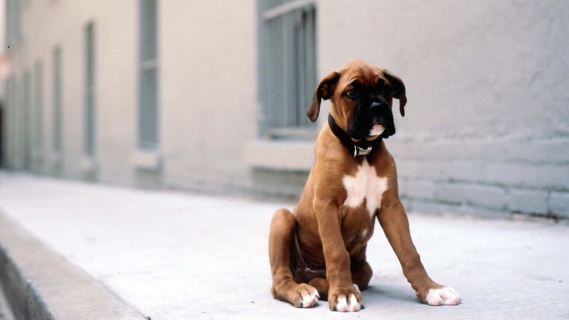 Boxer Dog 桌布 壁紙 — 一隻棕色拳師狗幼犬，有白色胸部和爪子，專注地坐在混凝土人行道上，背景是模糊的城市建築。