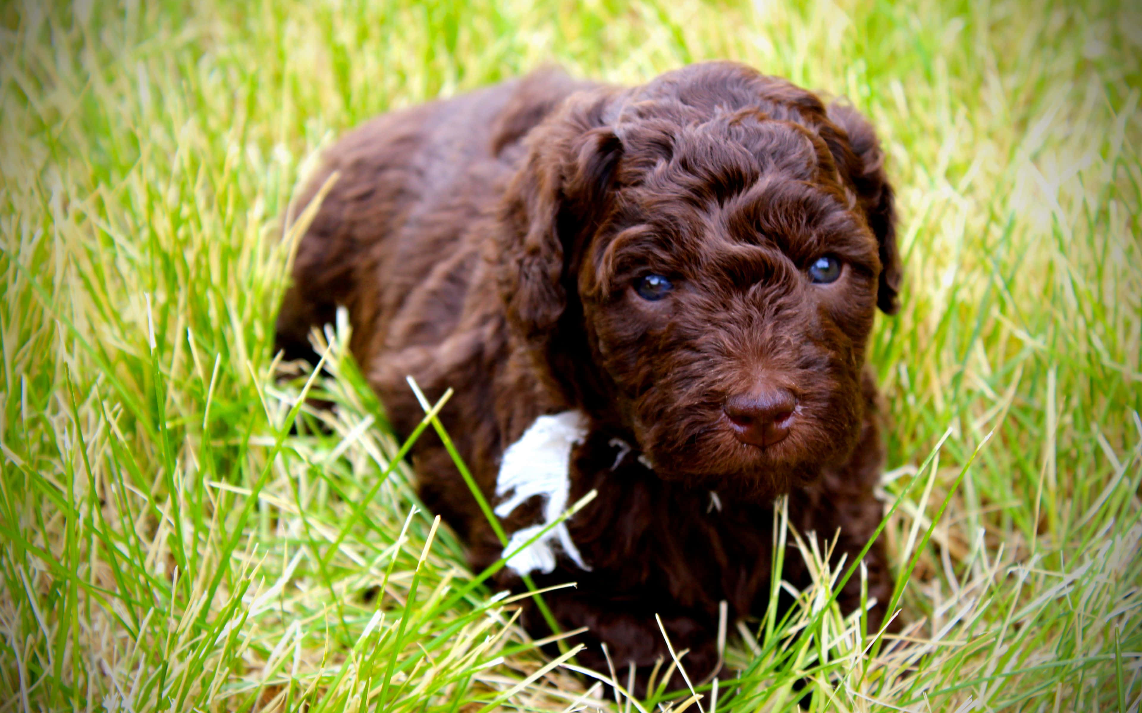 Labradoodle 桌布 壁紙 — 一隻棕色捲毛小狗，有著明亮的藍色眼睛，依偎在充滿活力的綠色草地上，直視鏡頭。
