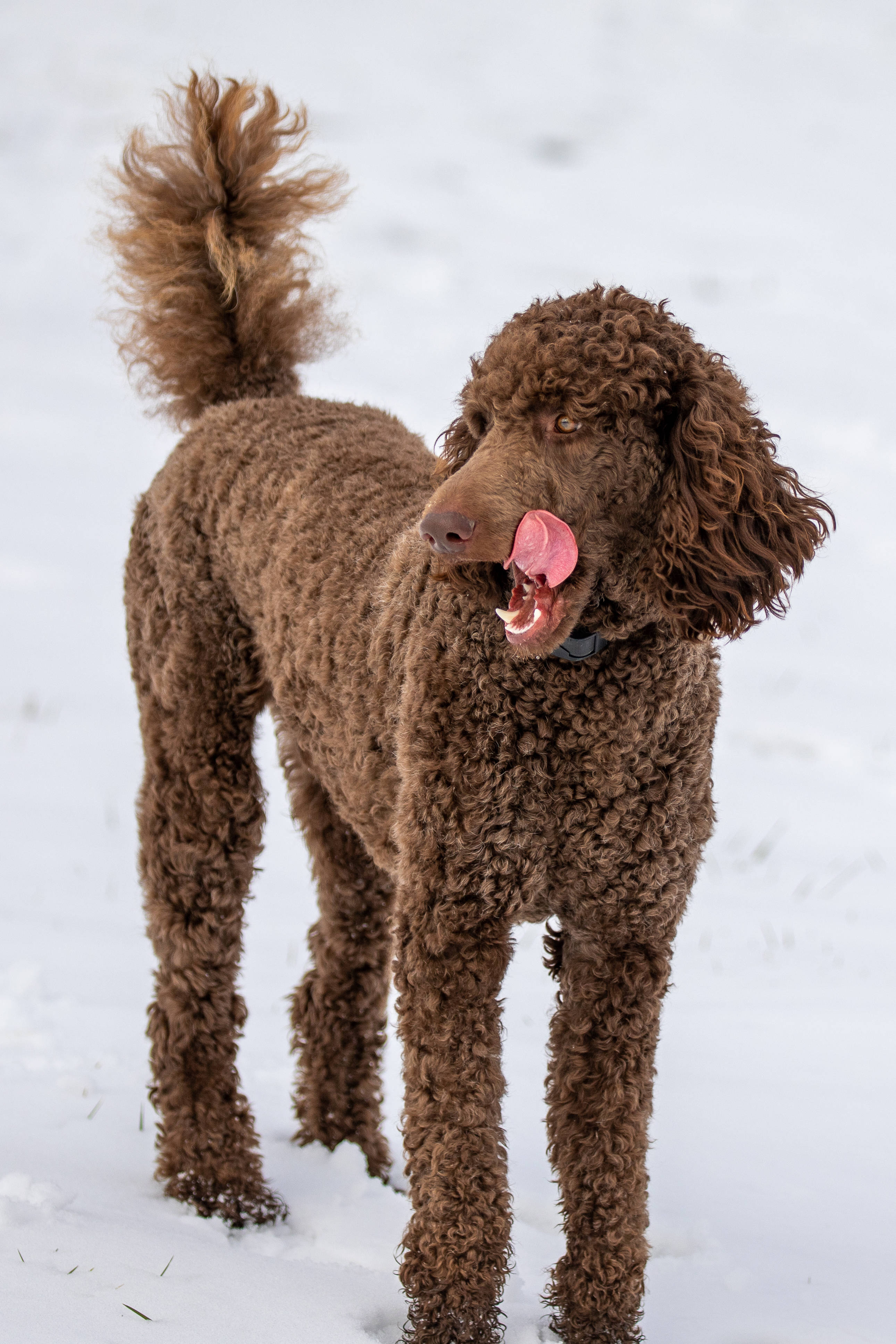 Poodle 桌布 壁紙 — 一隻棕色捲毛貴賓狗站在雪中，伸出舌頭，尾巴翹起，看起來很頑皮。