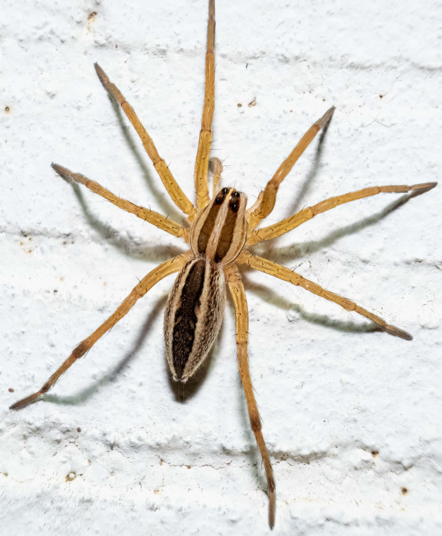 Wolf Spider 桌布 壁紙 — 一隻棕色條紋蜘蛛在帶有紋理的白色牆壁上休息的詳細特寫。