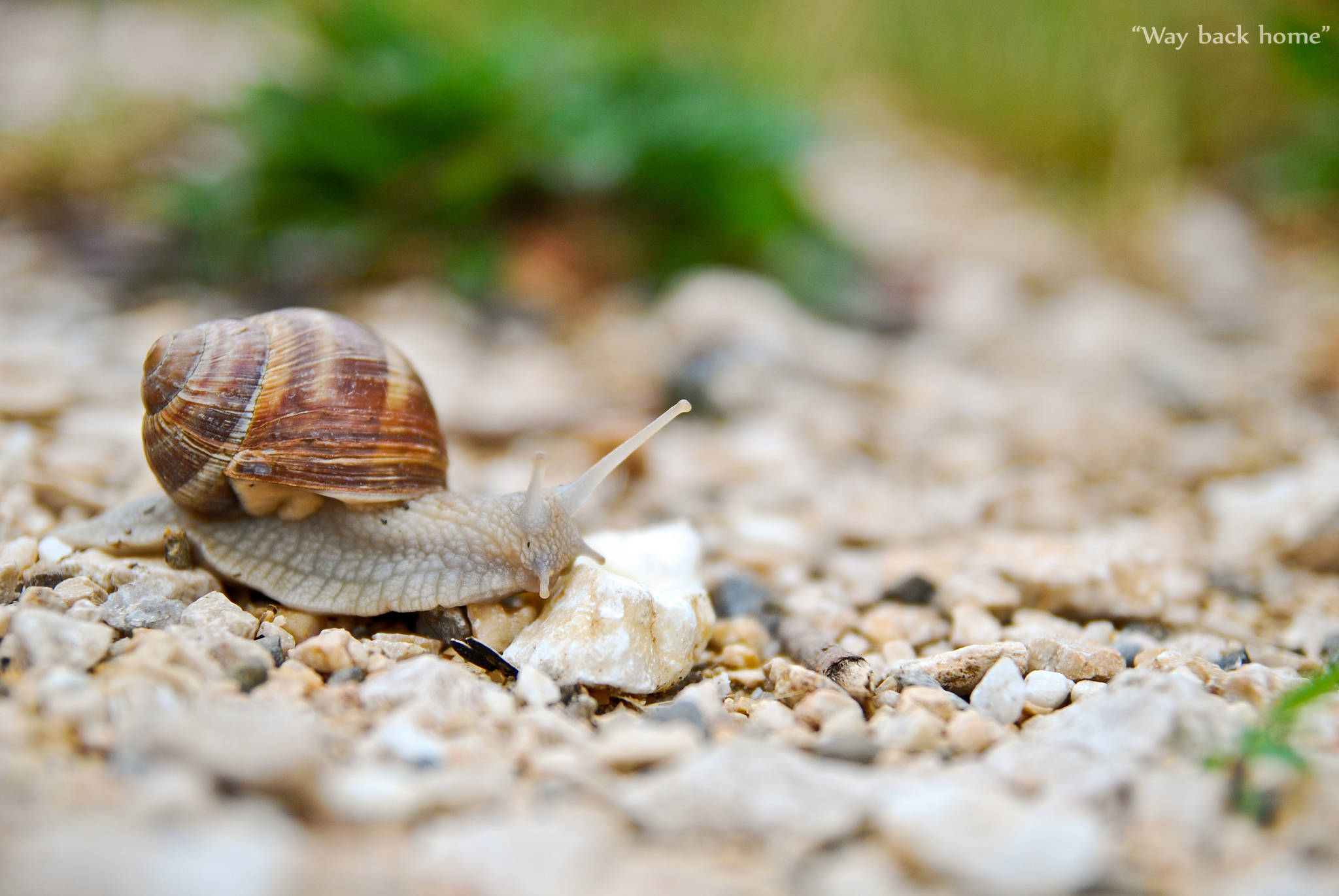 Snail 桌布 壁紙 — 一隻棕色條紋蝸牛在淺色礫石上緩慢爬行的特寫，背景有模糊的綠色樹葉。