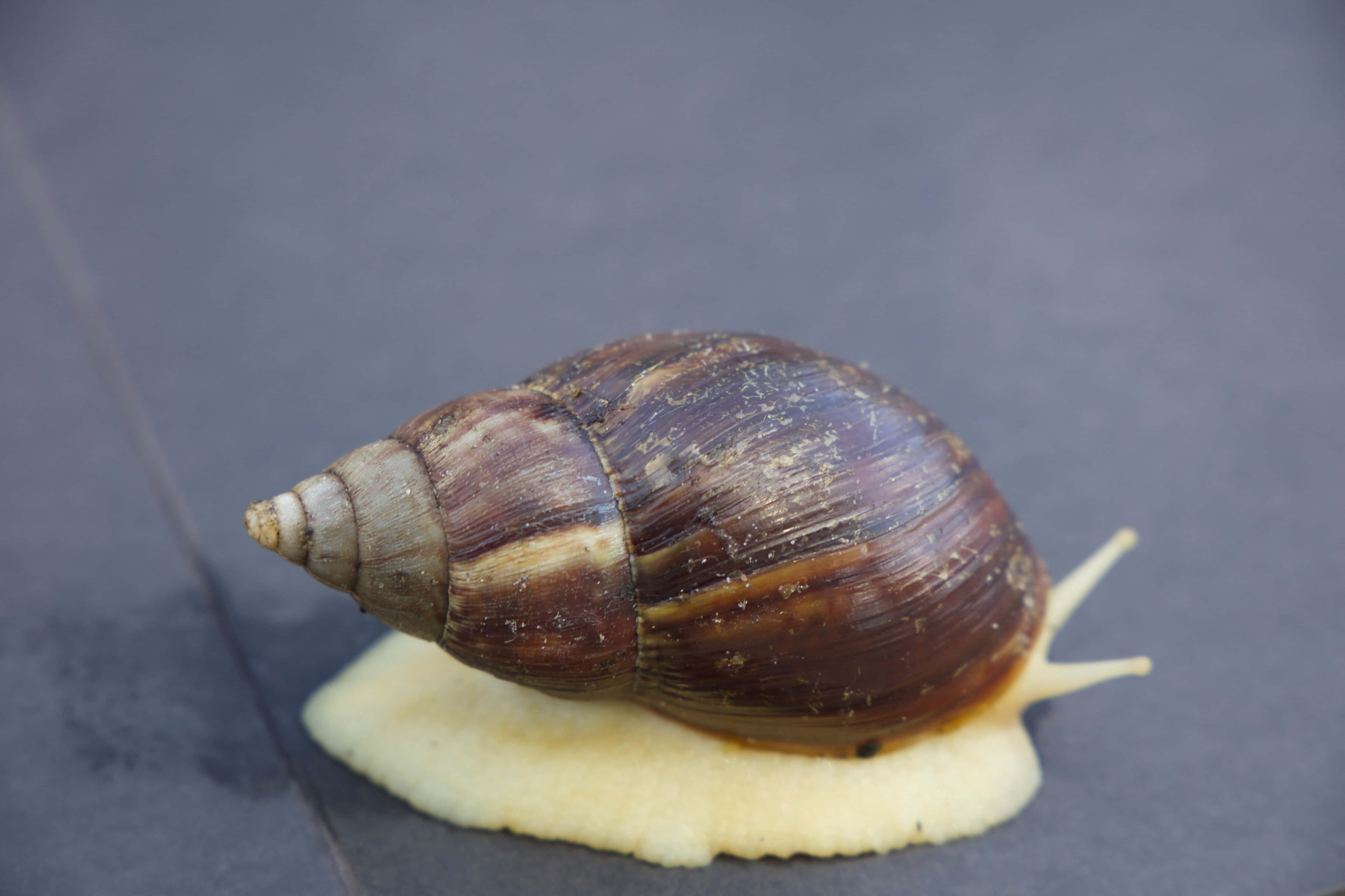 Snail 桌布 壁紙 — 一隻棕色條紋蝸牛在灰色瓷磚表面上緩慢爬行，留下一條淡黃色痕跡的特寫。