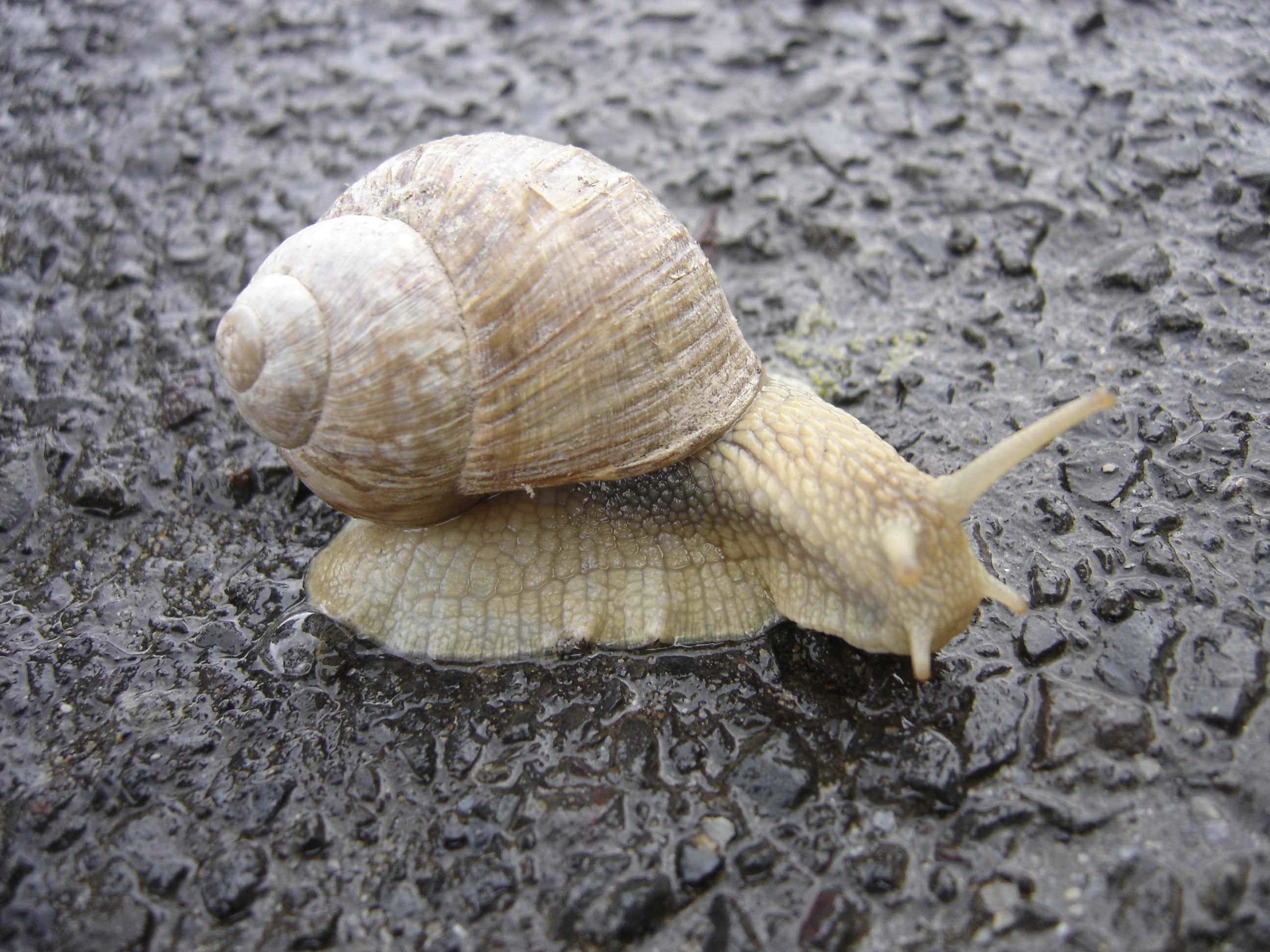 Snail 桌布 壁紙 — 一隻棕色殼蝸牛在潮濕、有紋理的瀝青表面上緩慢爬行的特寫。
