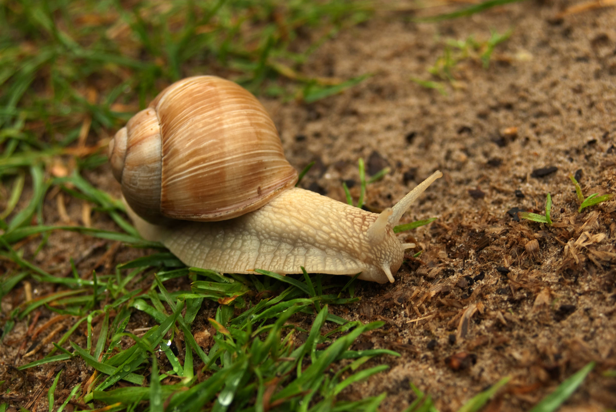Snail 桌布 壁紙 — 一隻棕色殼蝸牛在潮濕泥土和綠草上緩慢爬行的特寫。