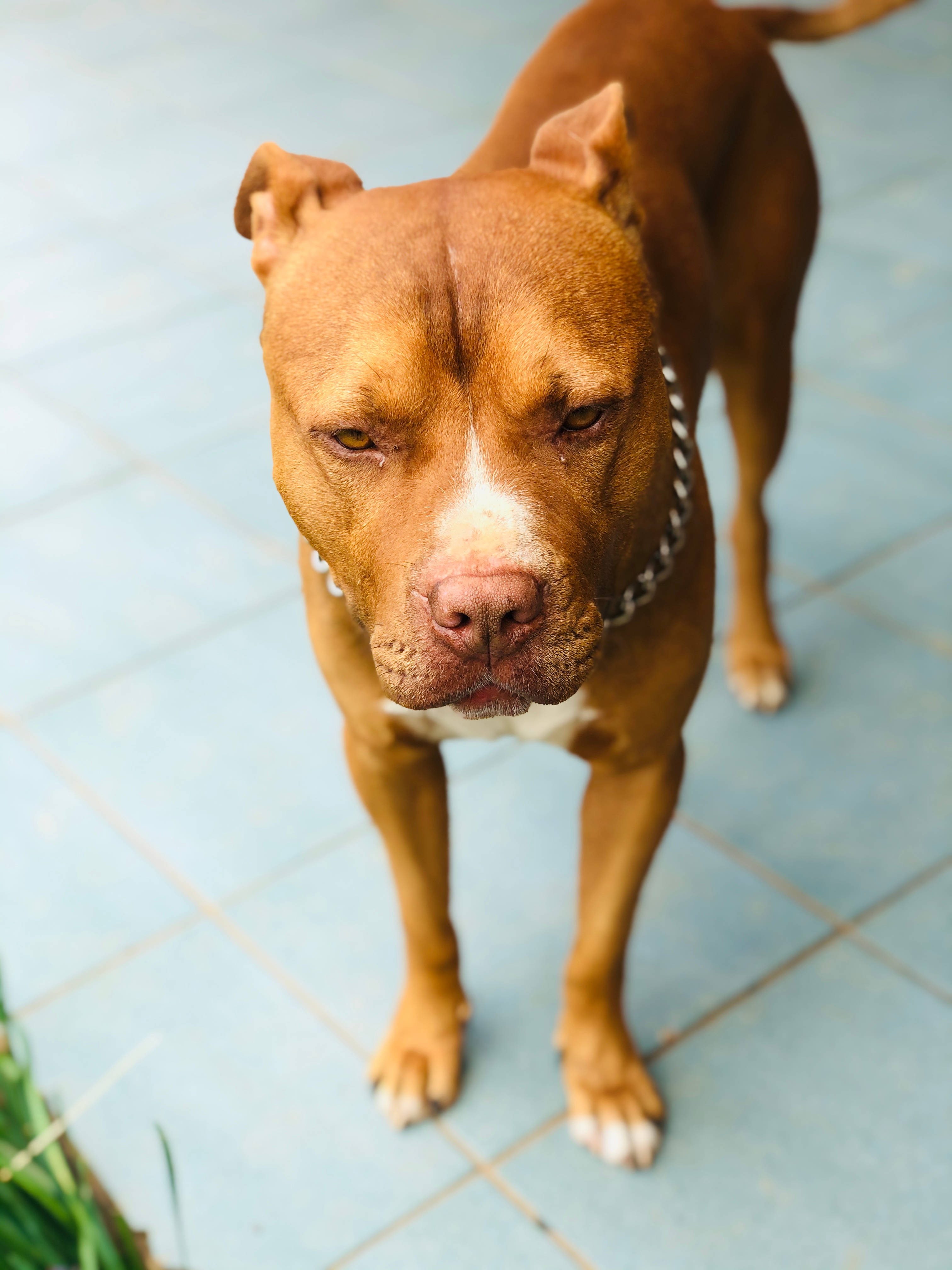 Pitbull 桌布 壁紙 — 一隻棕色比特犬，白色口鼻和鏈條項圈，警覺地站在藍色瓷磚地上，抬頭看著相機。