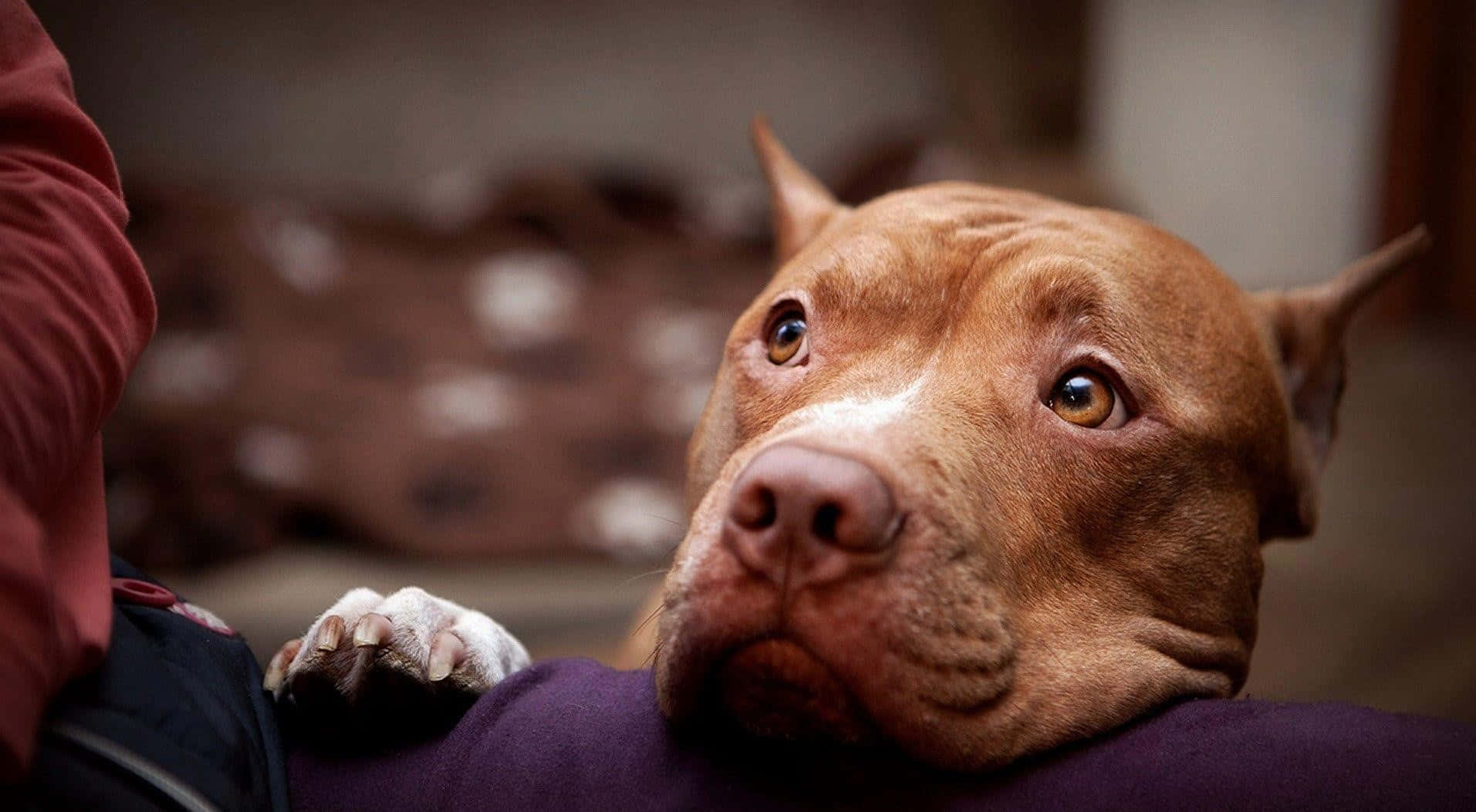 Black Pitbull 桌布 壁紙 — 一隻棕色比特犬將頭靠在人的大腿上，眼神充滿靈魂的近距離特寫。