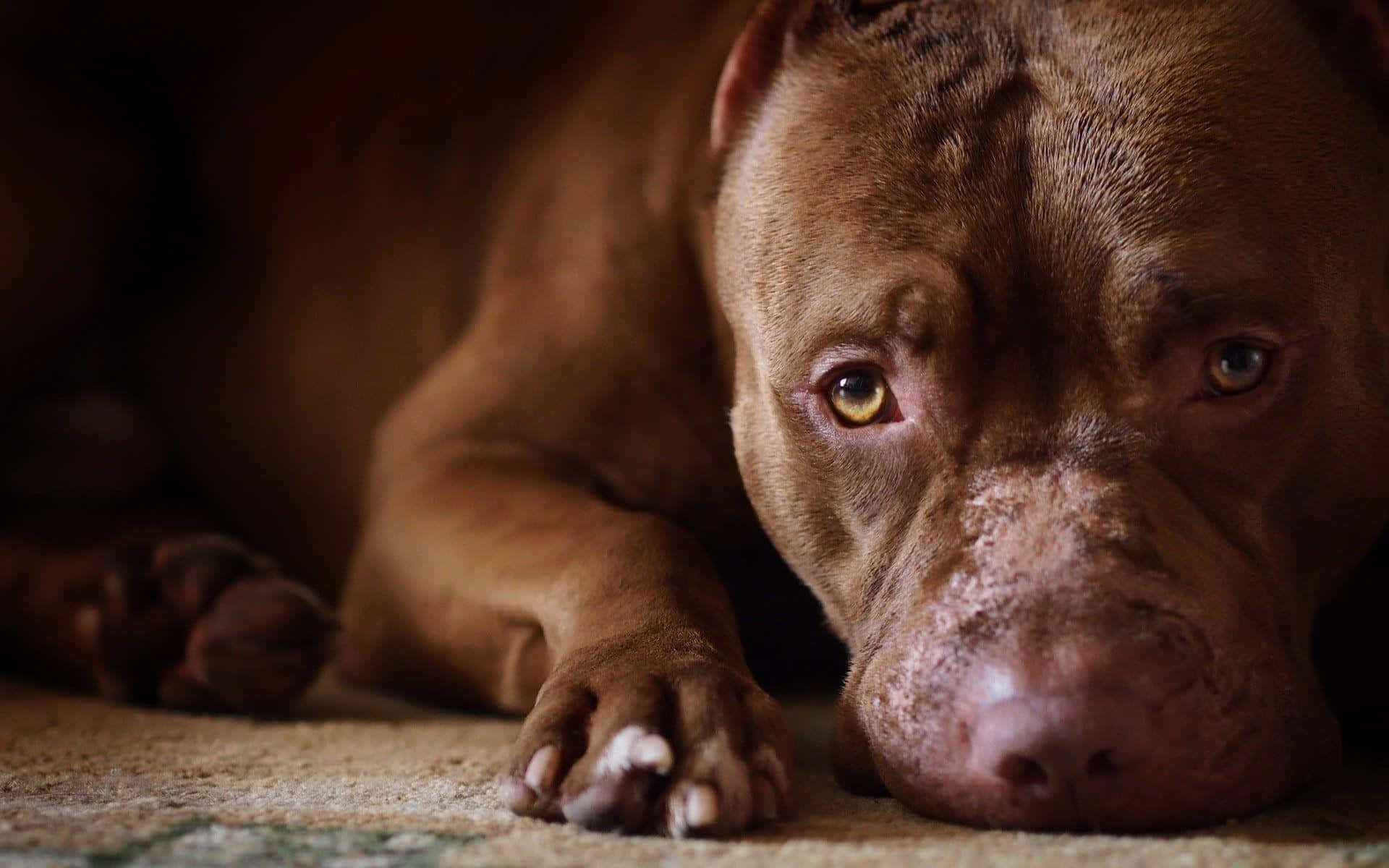 狗 桌布 壁紙 — 一隻棕色比特犬將頭靠在有紋理的地板上，用充滿靈魂的眼睛凝視前方的特寫。