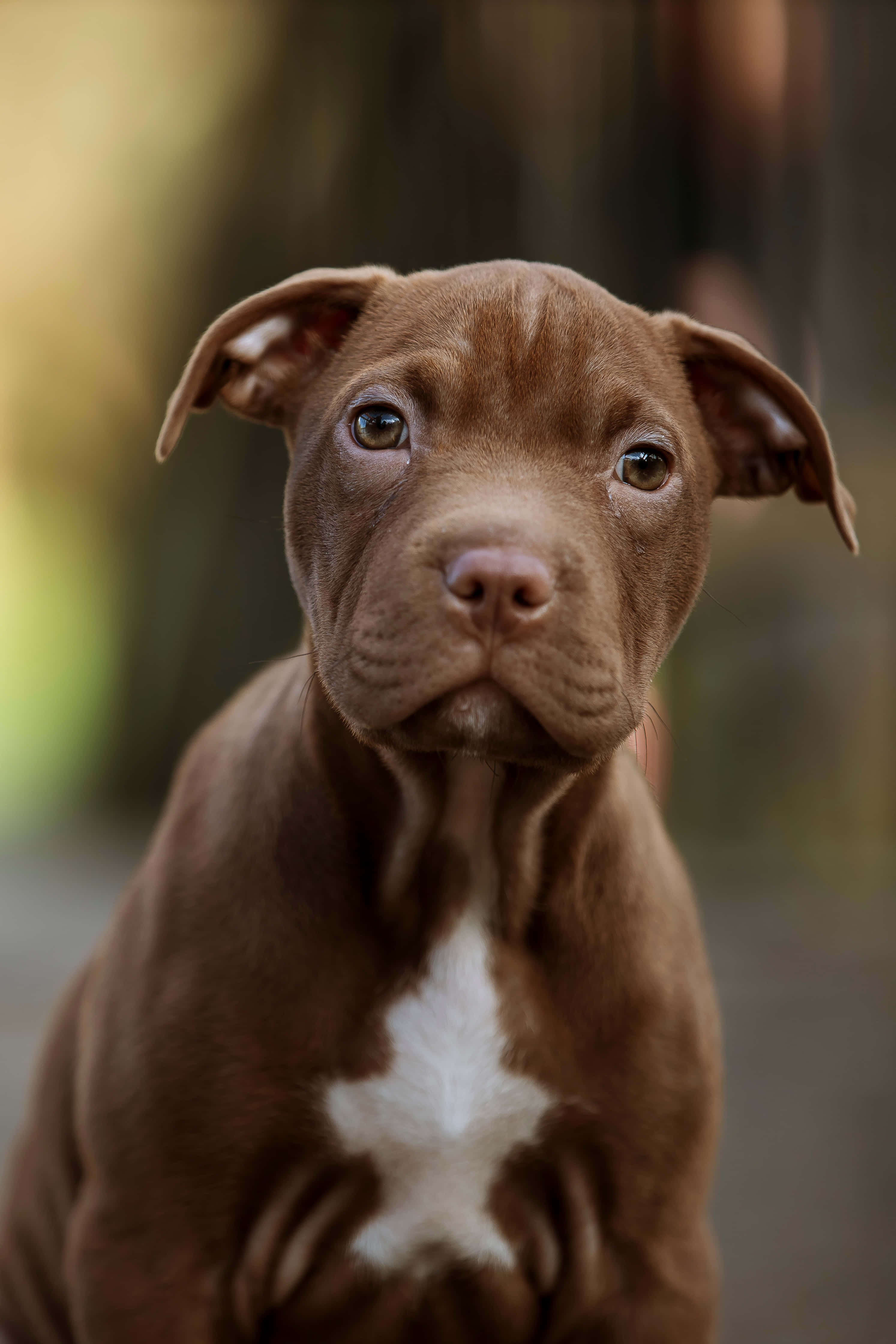 狗 桌布 壁紙 — 一隻棕色比特犬幼犬的特寫，胸前有白色星形斑紋，用柔和的眼神直視鏡頭。