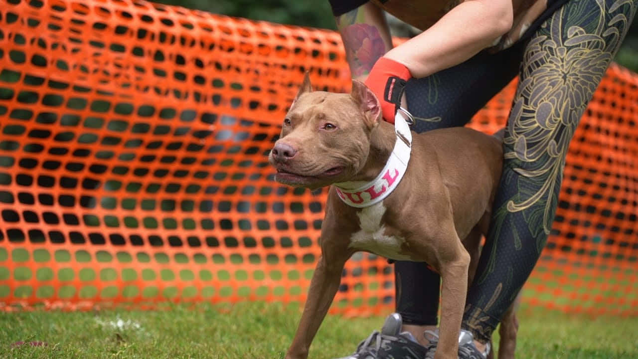Dogs 桌布 壁紙 — 一隻棕色比特犬戴著白色 'BULL' 項圈，警覺地站在穿著圖案緊身褲的人旁邊，附近有橙色安全圍欄。