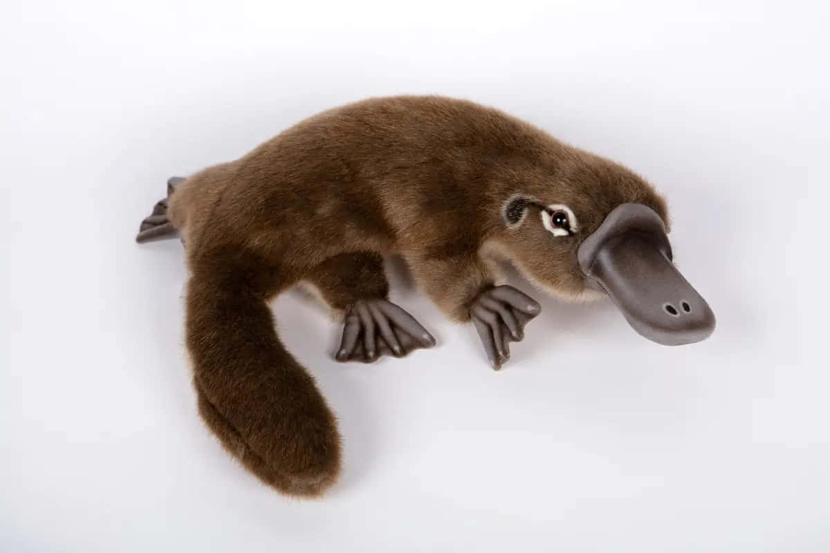 Platypus 桌布 壁紙 — 一隻棕色毛皮、灰色喙的鴨嘴獸毛絨玩具放在純白色背景上。