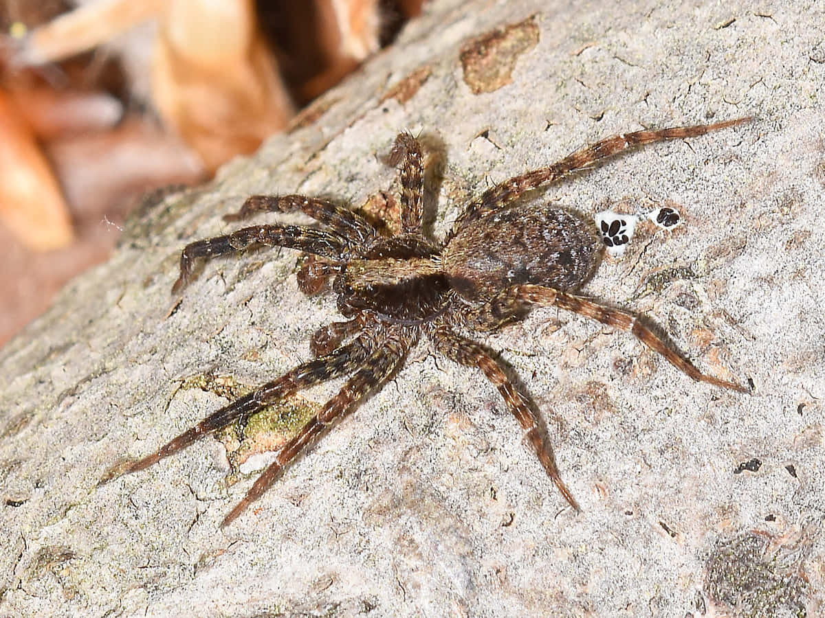 Wolf Spider 桌布 壁紙 — 一隻棕色毛茸茸的蜘蛛在粗糙紋理的岩石表面上休息的特寫，背景有模糊的秋葉。