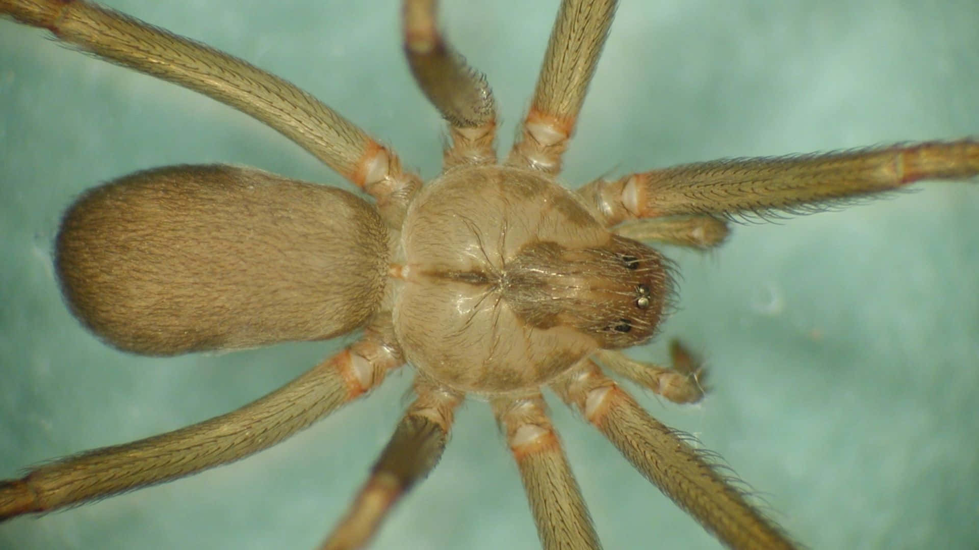 Brown Recluse Spider 桌布 壁紙 — 一隻棕色毛茸茸的蜘蛛在青綠色表面上休息的特寫照片。