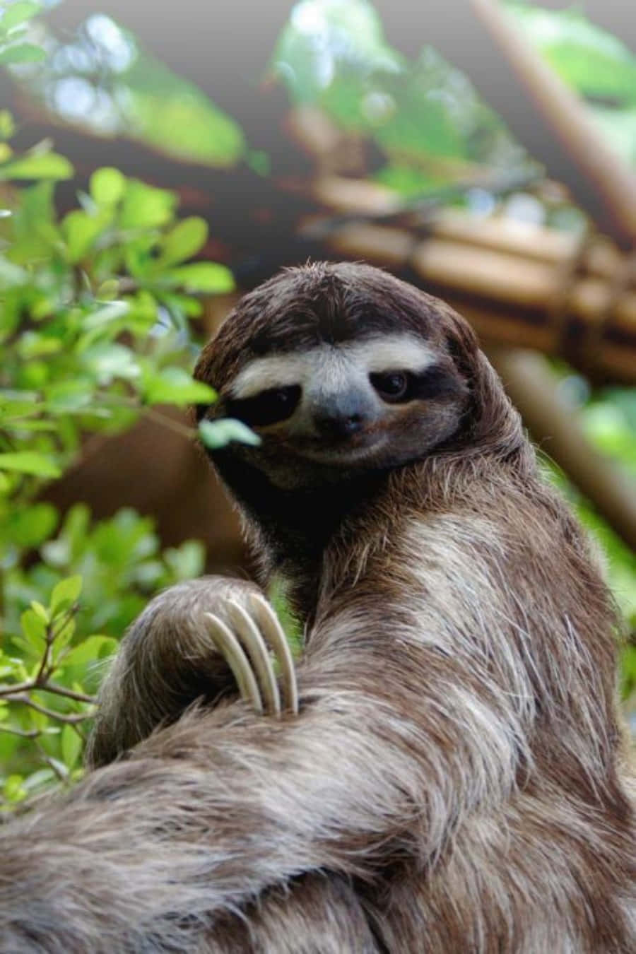 動物 桌布 壁紙 — 一隻棕色毛髮、深色眼睛和爪子的樹懶在森林的綠葉間休息的特寫。