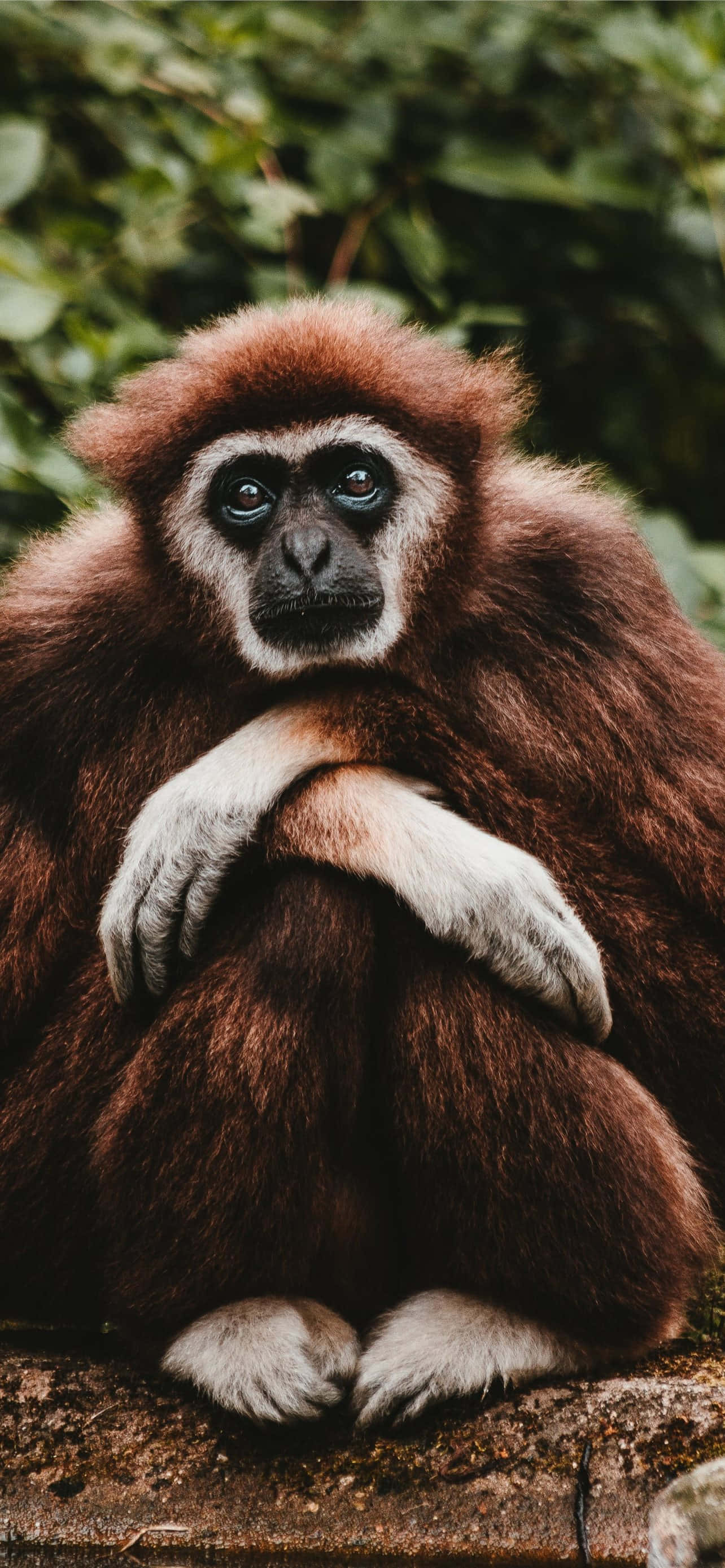Android Gibbon 桌布 壁紙 — 一隻棕色毛髮、白色手掌的長臂猿，若有所思地坐在被綠色樹葉環繞的石頭上，特寫鏡頭。