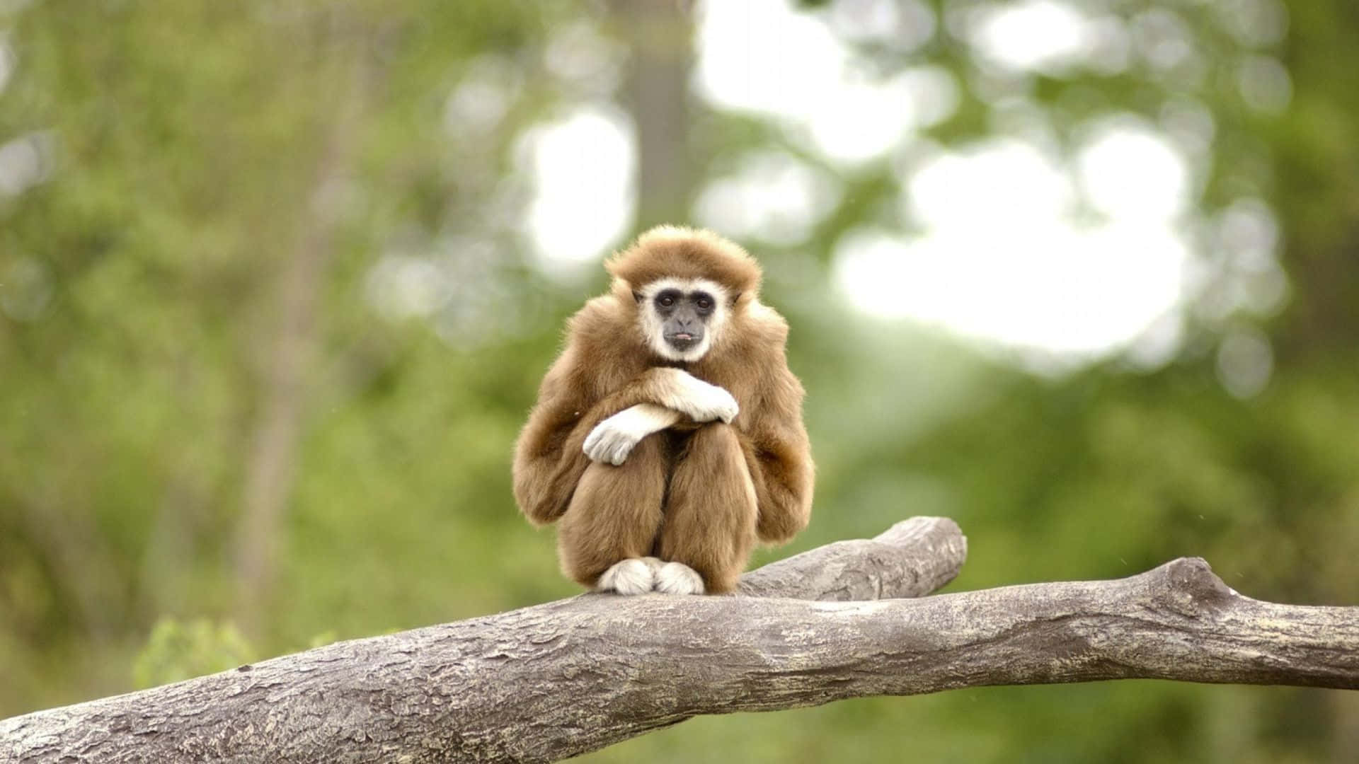 1920x1080 Gibbon 桌布 壁紙 — 一隻棕色毛髮、白色手掌的長臂猿平靜地坐在一條風化的樹枝上，周圍是柔軟的綠色樹葉。