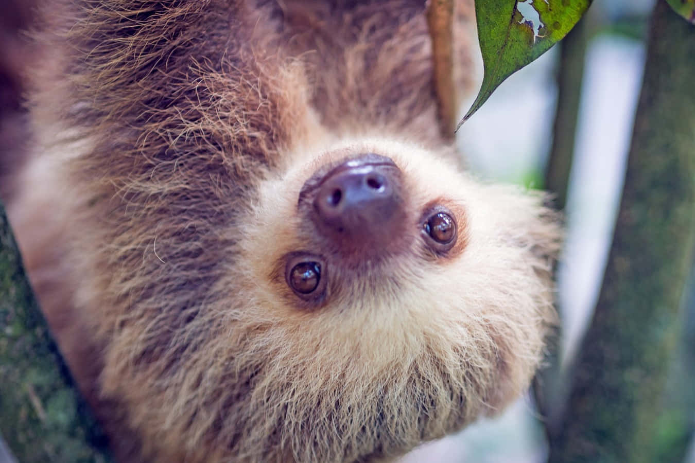 動物 桌布 壁紙 — 一隻棕色毛髮的樹懶掛在樹枝上，用好奇的眼睛直視鏡頭的特寫。