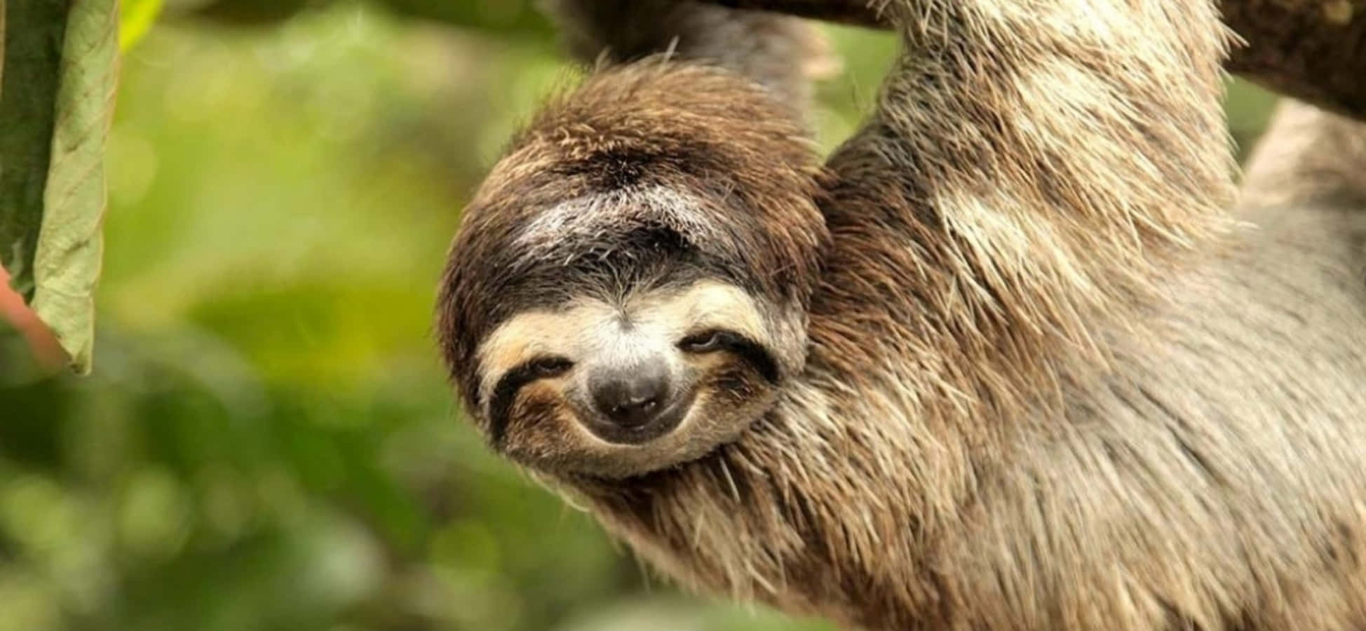 動物 桌布 壁紙 — 一隻棕色毛髮的樹懶掛在樹枝上，表情平靜，背景是茂密的綠色植物。