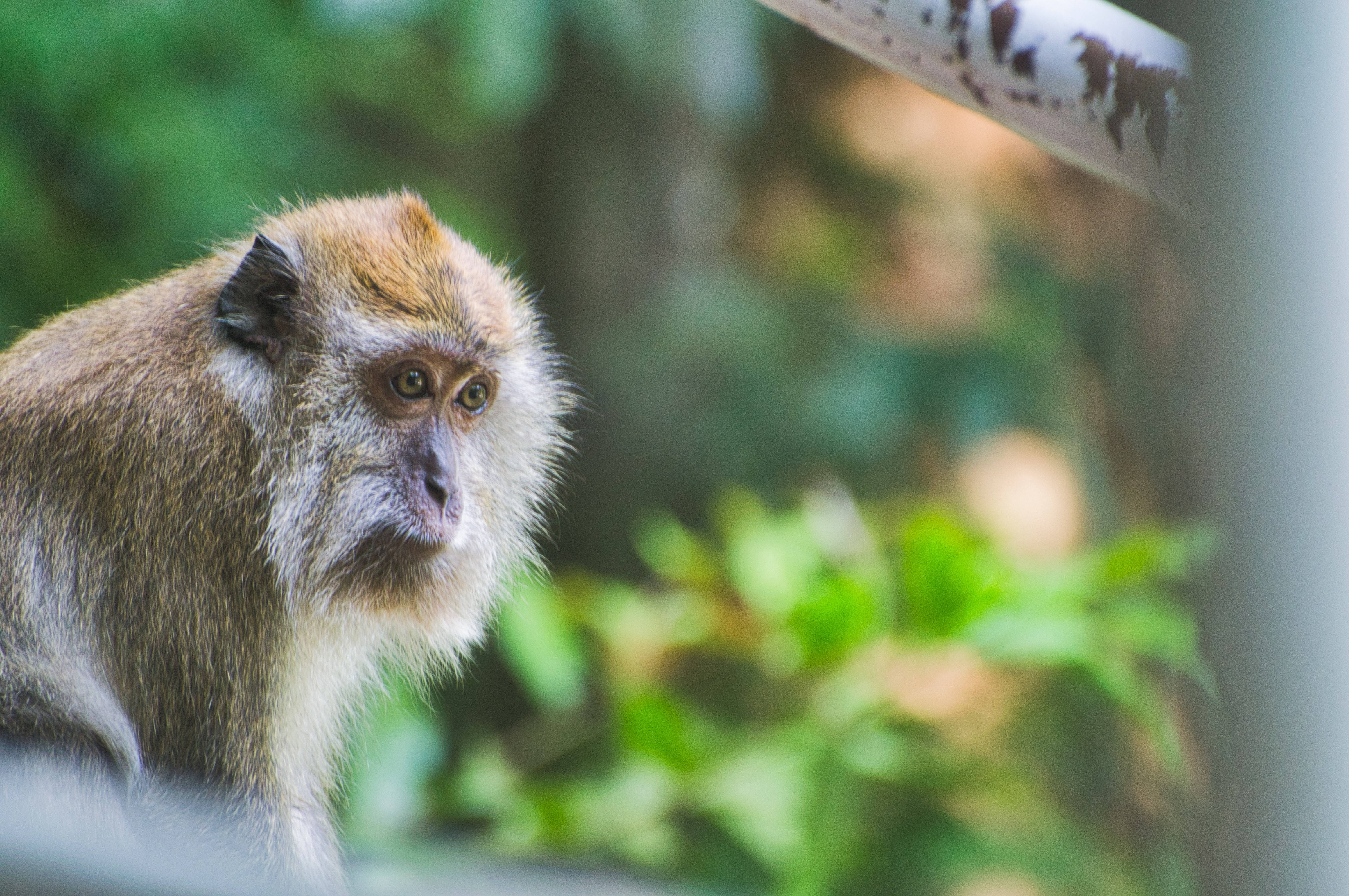 Funny Monkey 桌布 壁紙 — 一隻棕色毛髮的猴子在茂密綠葉中帶著沉思目光的特寫。