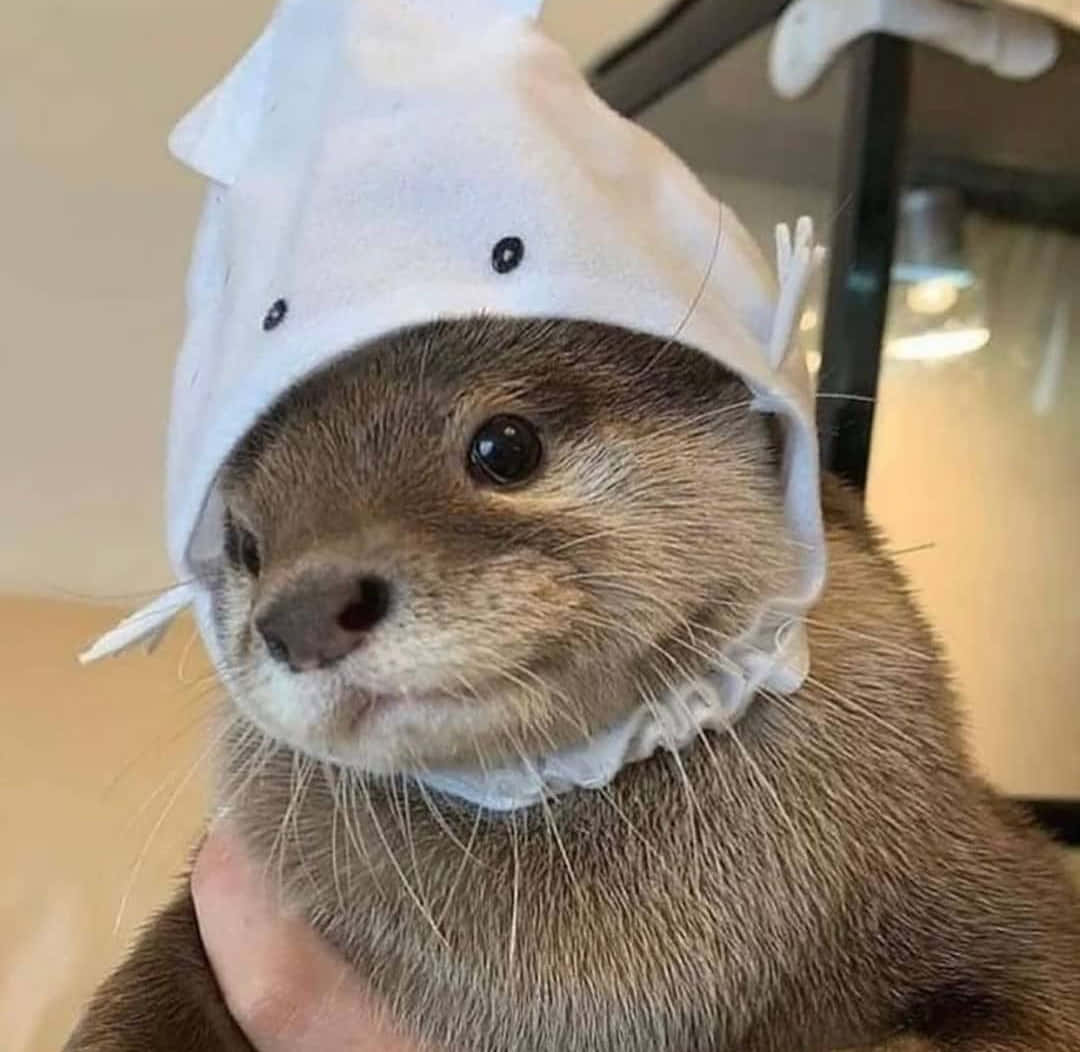 動物 桌布 壁紙 — 一隻棕色水獺戴著白色廚師帽的特寫，帽上有黑色點狀眼睛和荷葉邊。