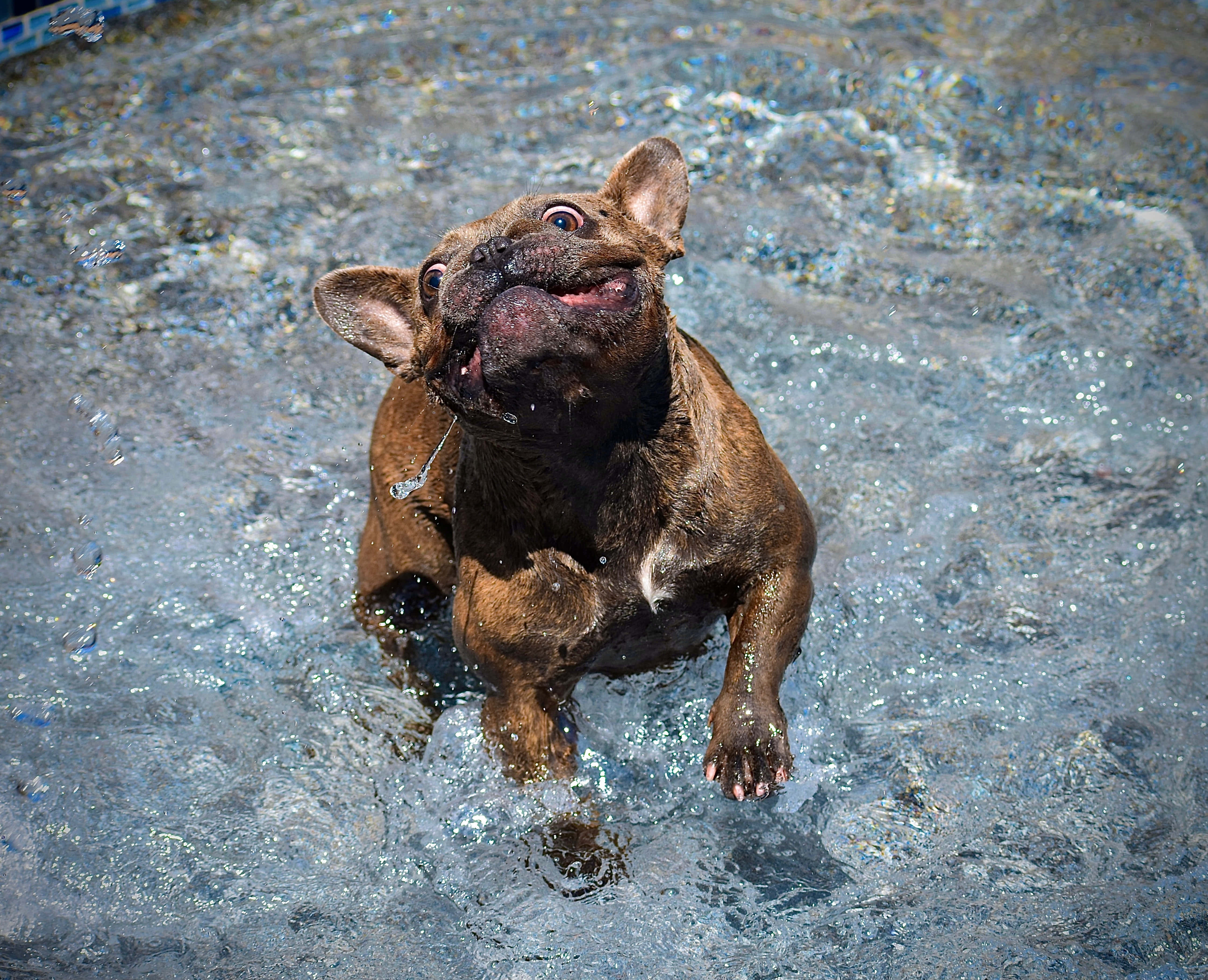 狗 桌布 壁紙 — 一隻棕色法國鬥牛犬在清澈的水中快樂地潑水，水滴在牠的臉周圍飛舞。