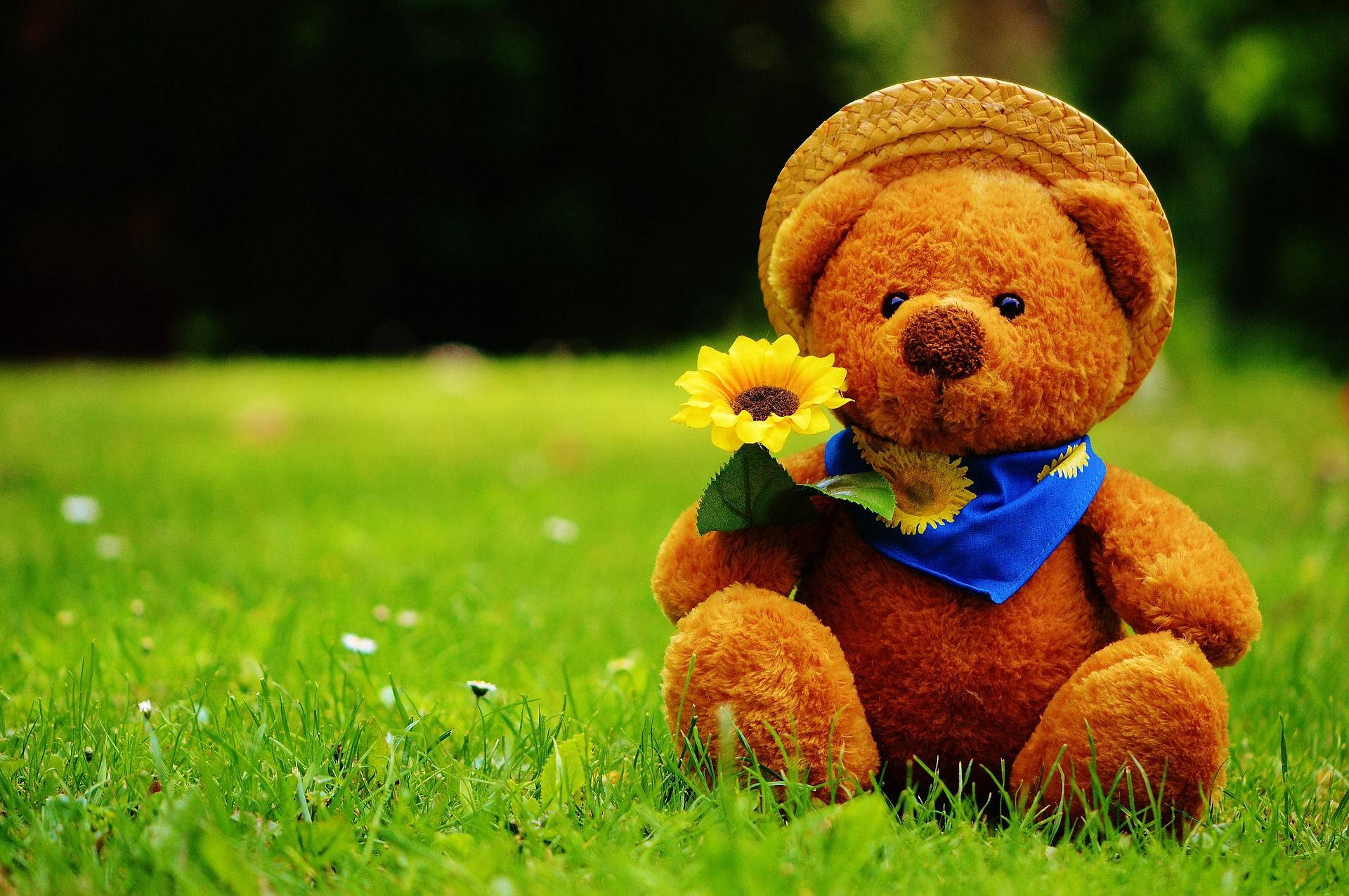 Teddy Bear 桌布 壁紙 — 一隻棕色泰迪熊戴著草帽和藍色頭巾，坐在鮮綠色的草地上，手持一朵向日葵。