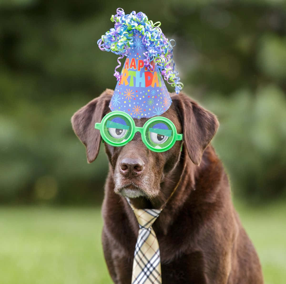 Party Hat 桌布 壁紙 — 一隻棕色狗戴著彩色生日帽和綠色派對眼鏡，並在模糊的綠色背景前繫著格紋領帶。