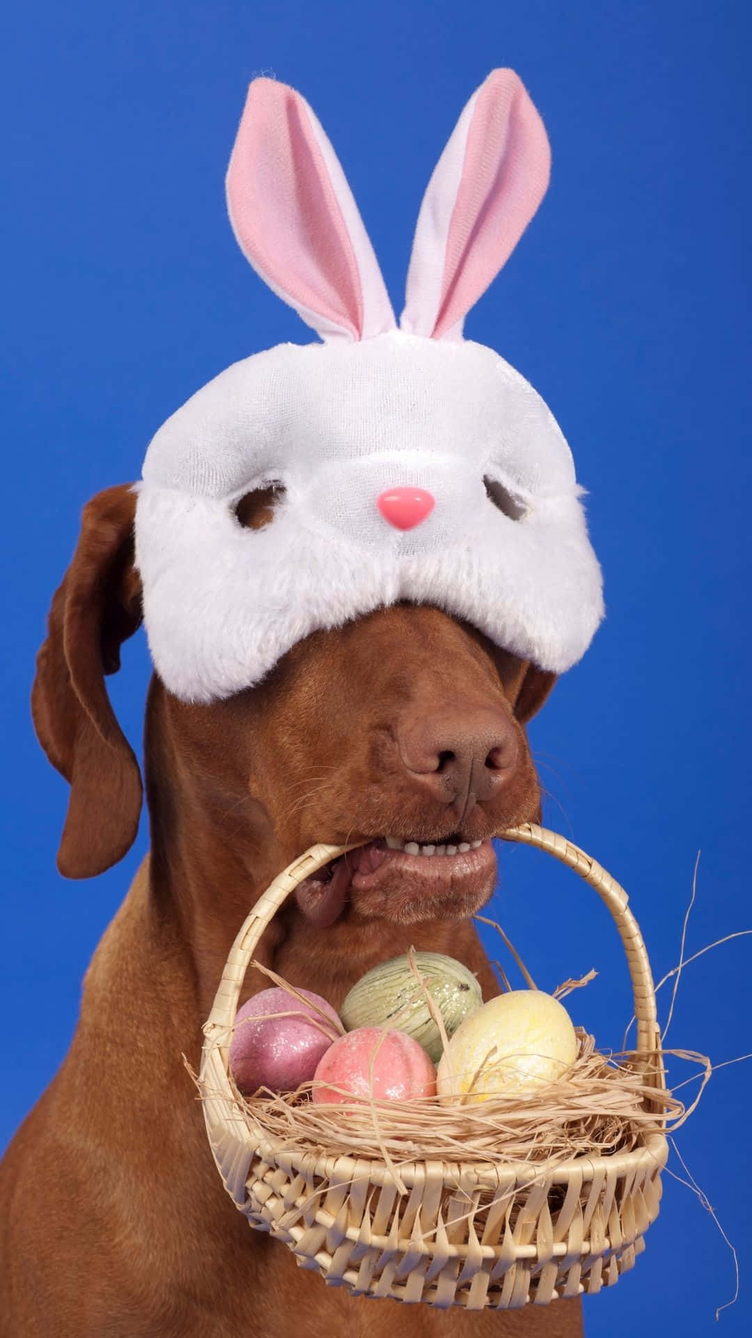 Easter Basket 桌布 壁紙 — 一隻棕色狗戴著白色兔子面具，拿著一個裝滿彩色復活節彩蛋的柳條籃子，背景是純藍色。