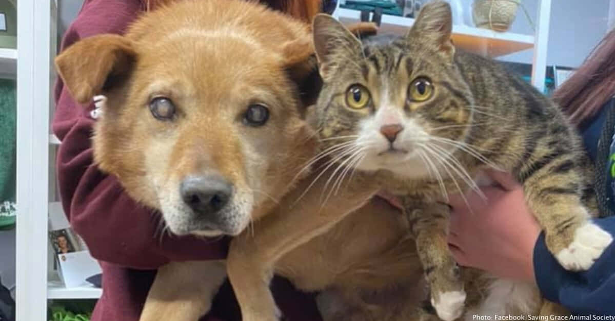Funny Cat And Dog 桌布 壁紙 — 一隻棕色狗有一隻玻璃眼和一隻黃眼虎斑貓，在室內被人抱著坐在一起。