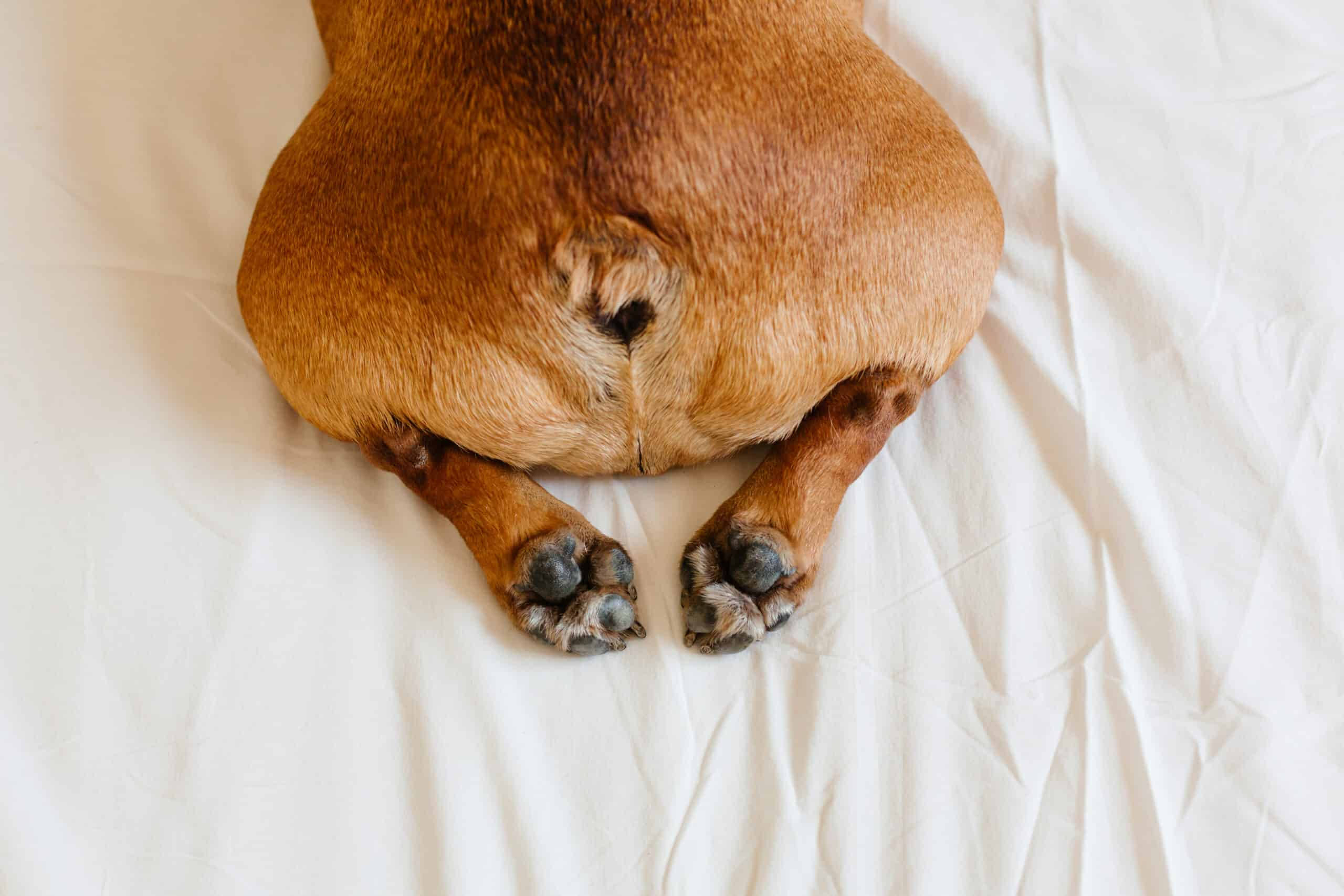Funny Dog 桌布 壁紙 — 一隻棕色狗的後腿和爪子放在皺巴巴的白色床單上的特寫。
