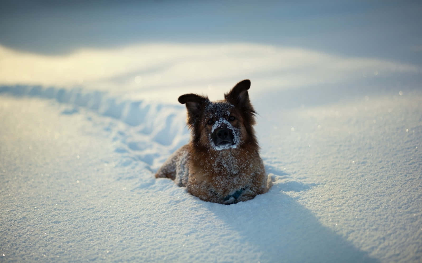 冬天 桌布 壁紙 — 一隻棕色狗臉上沾著雪，躺在深雪中，沐浴在柔和的金色光線下。