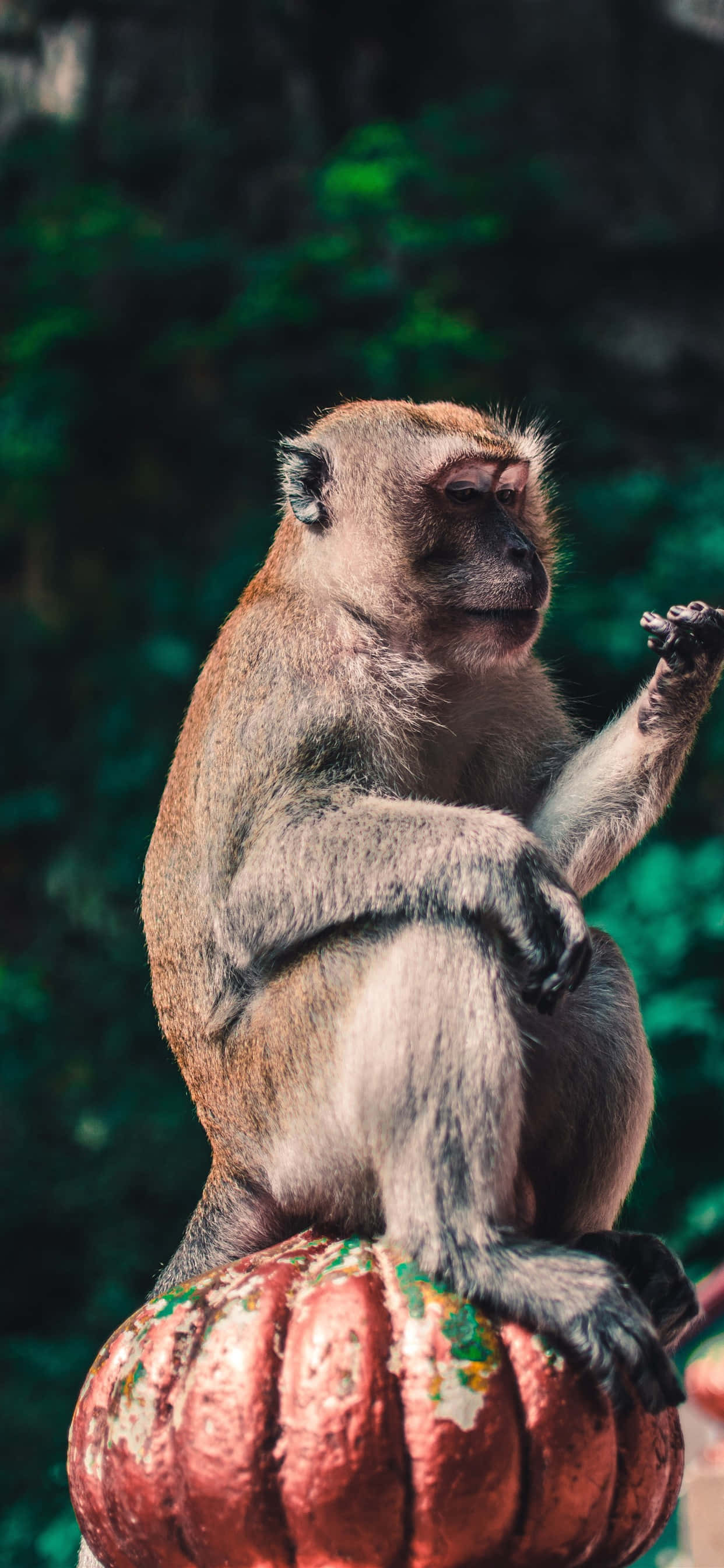 Monkey iPhone 桌布 壁紙 — 一隻棕色猴子平靜地坐在一個風化的紅色南瓜形物體上，背景是茂密的綠色森林。
