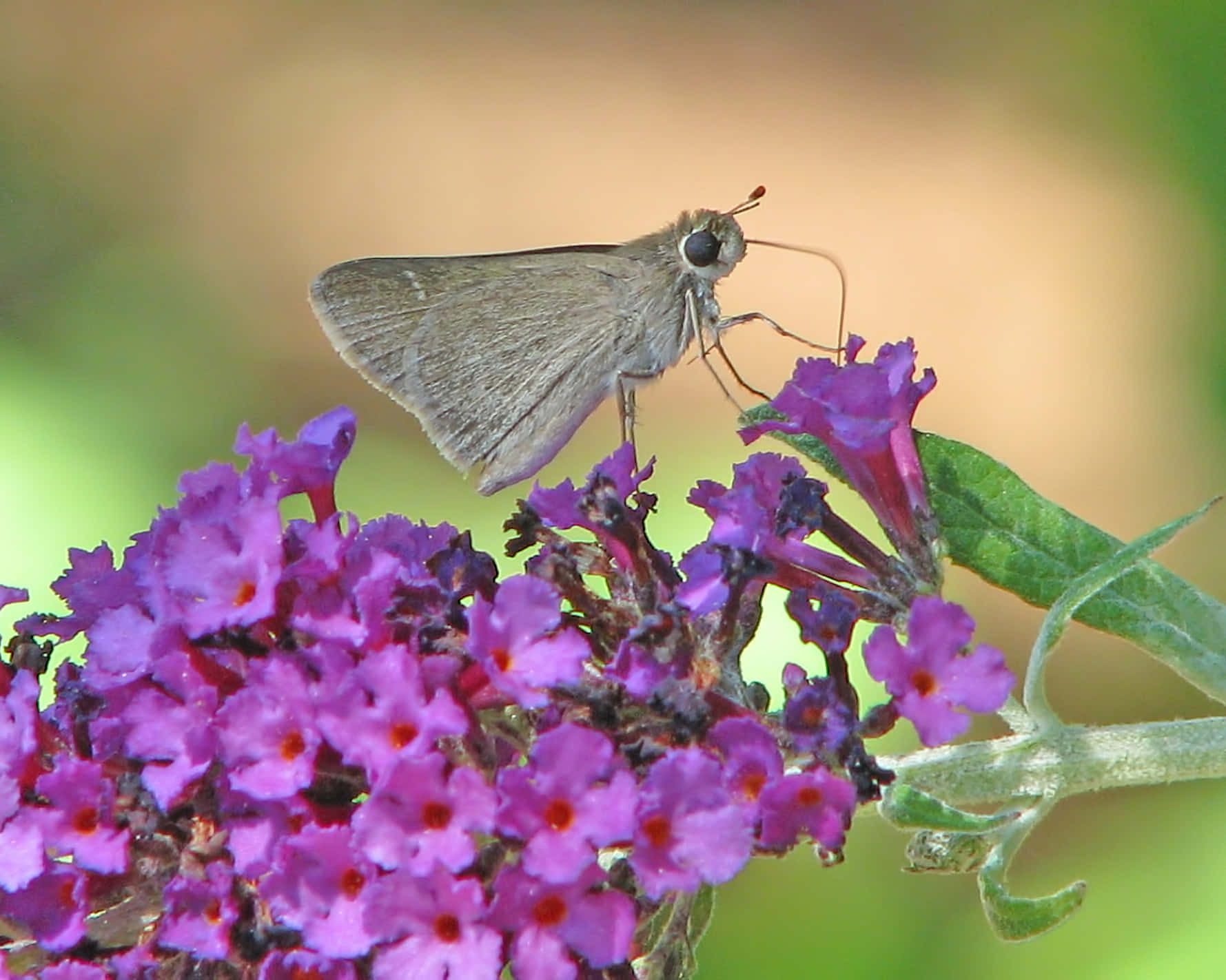 Butterfly Bush 桌布 壁紙 — 一隻棕色的 skipper 蝴蝶輕輕停在一簇鮮紫色的 buddleia 花上，伴隨著柔軟的綠色葉子。