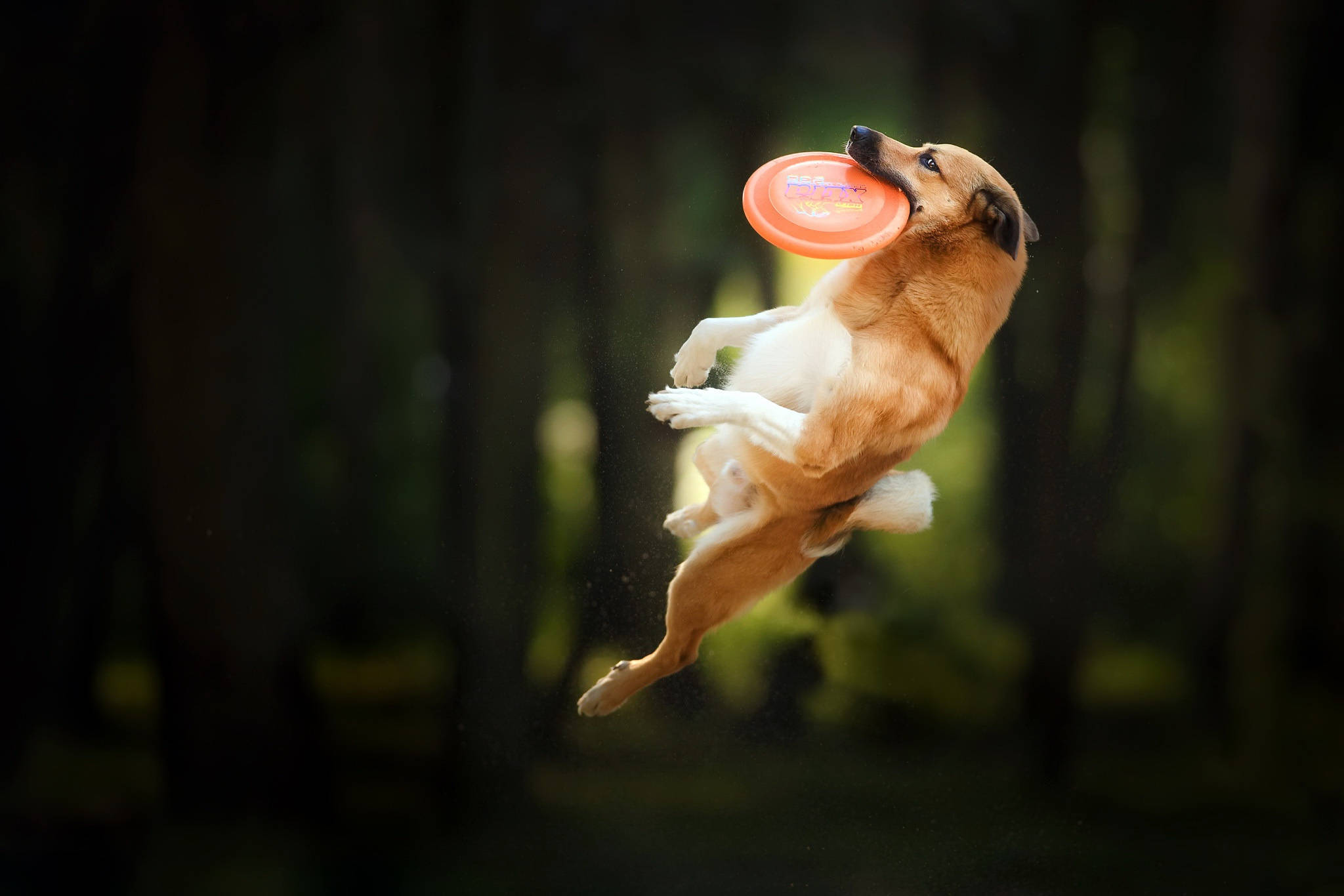 Frisbee 桌布 壁紙 — 一隻棕色的狗在森林中躍起，用嘴接住一個橙色的飛盤，背景是模糊的綠色。