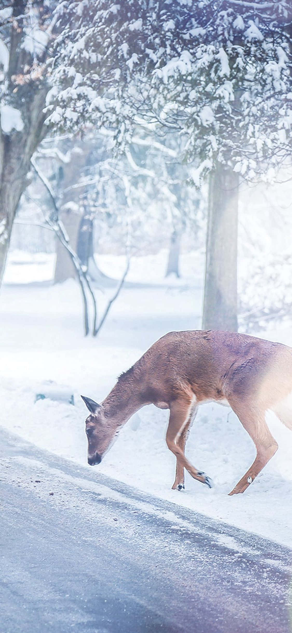 桌布 壁紙 — 一隻棕色的鹿在白雪覆蓋的路邊，在積雪的樹木下，於寧靜的冬季森林中吃草。