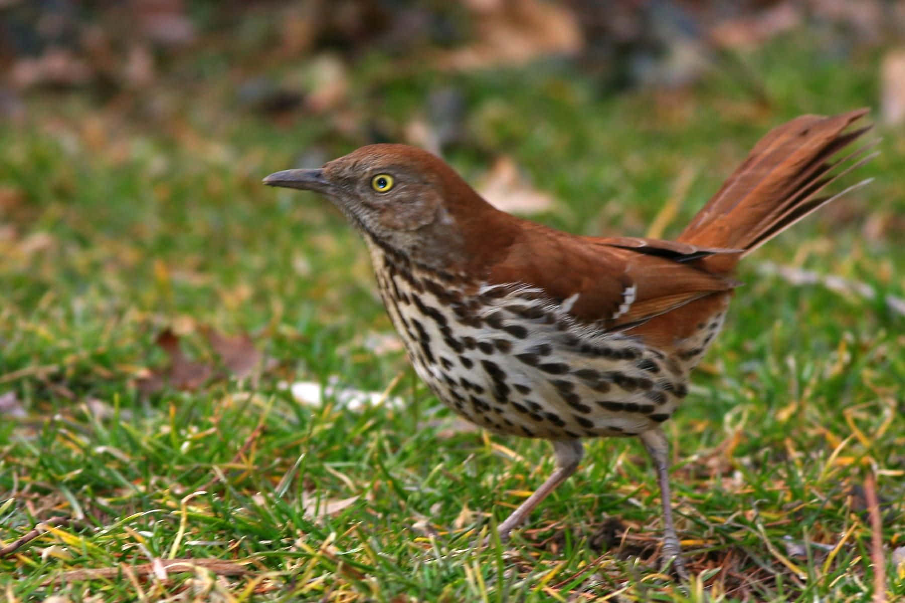 Brown Thrasher 桌布 壁紙 — 一隻棕色眼睛黃色、胸部有斑點的鳥警覺地站在點綴著落葉的鮮綠色草地上。