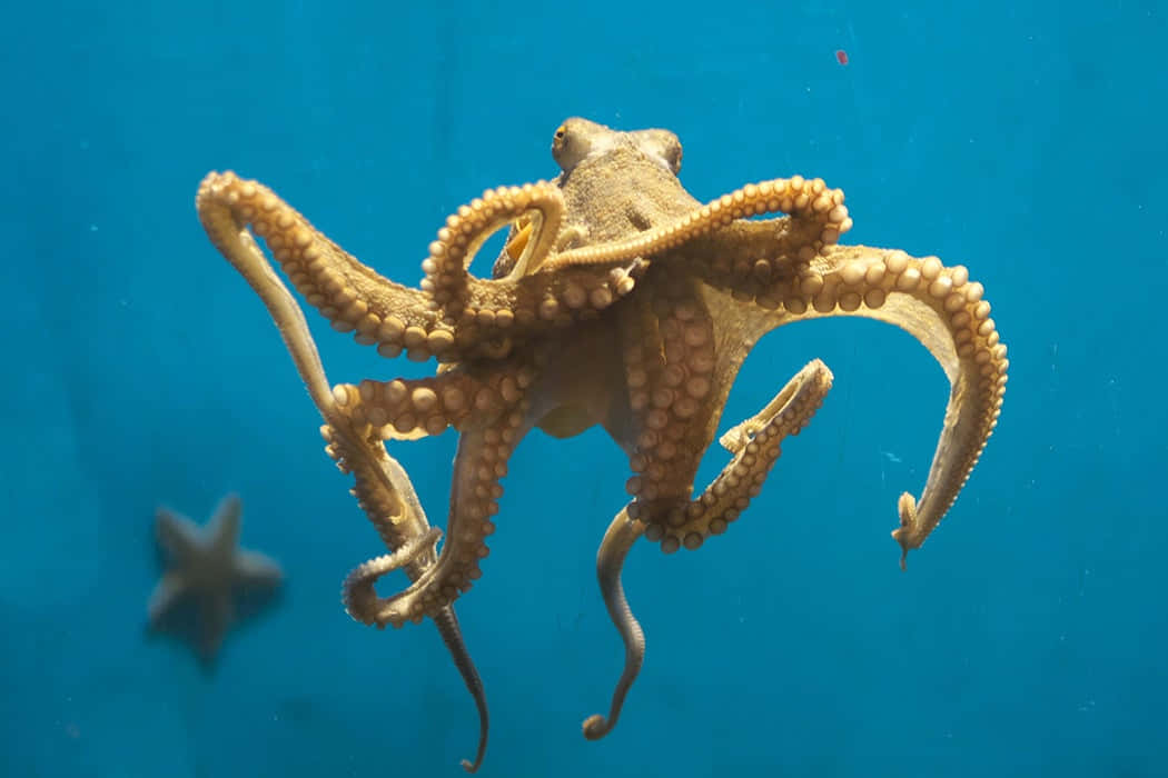 章魚 桌布 壁紙 — 一隻棕色章魚在清澈的藍色水中優雅地游動，觸手捲曲，吸盤清晰可見。