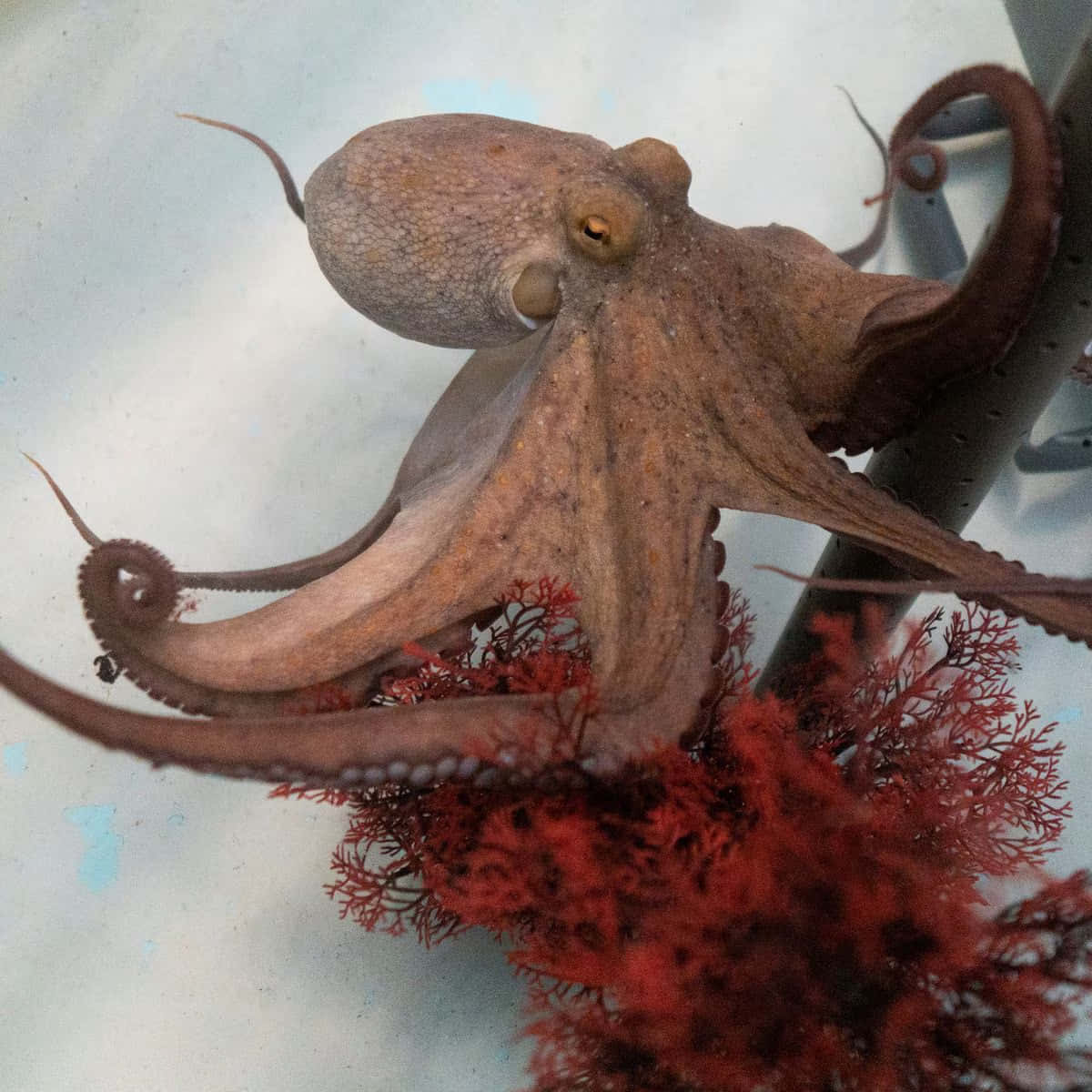 章魚 桌布 壁紙 — 一隻棕色章魚纏繞在紅色珊瑚上的特寫，眼睛明亮，觸手捲曲，背景是模糊的水族館環境。