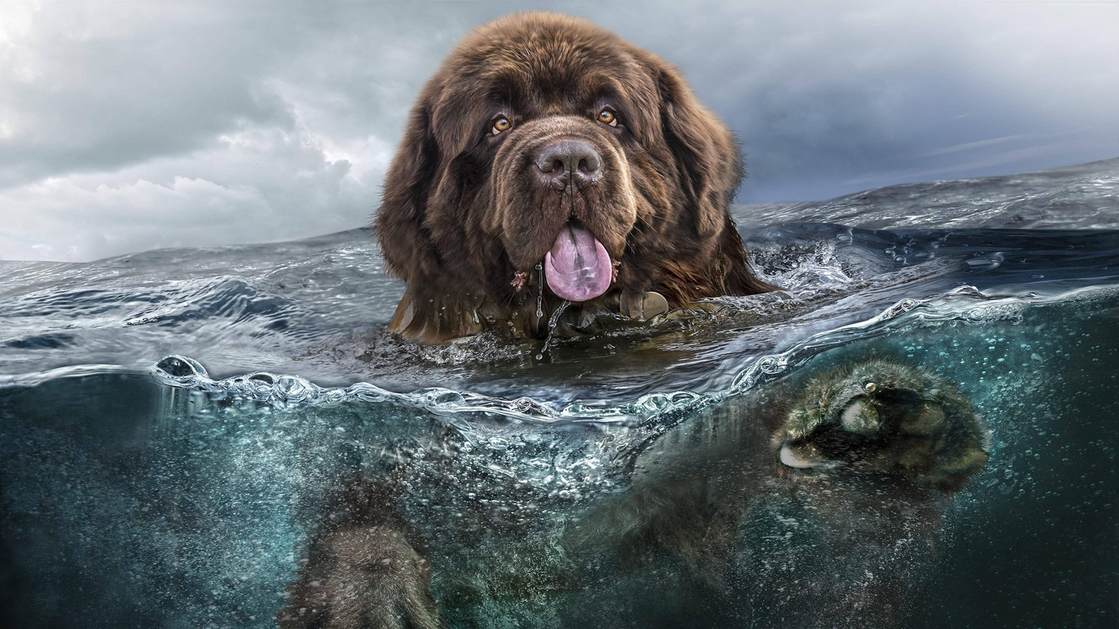 Big Dog 桌布 壁紙 — 一隻棕色紐芬蘭犬在波濤洶湧的海水中快樂地游泳，伸出舌頭，天空多雲。