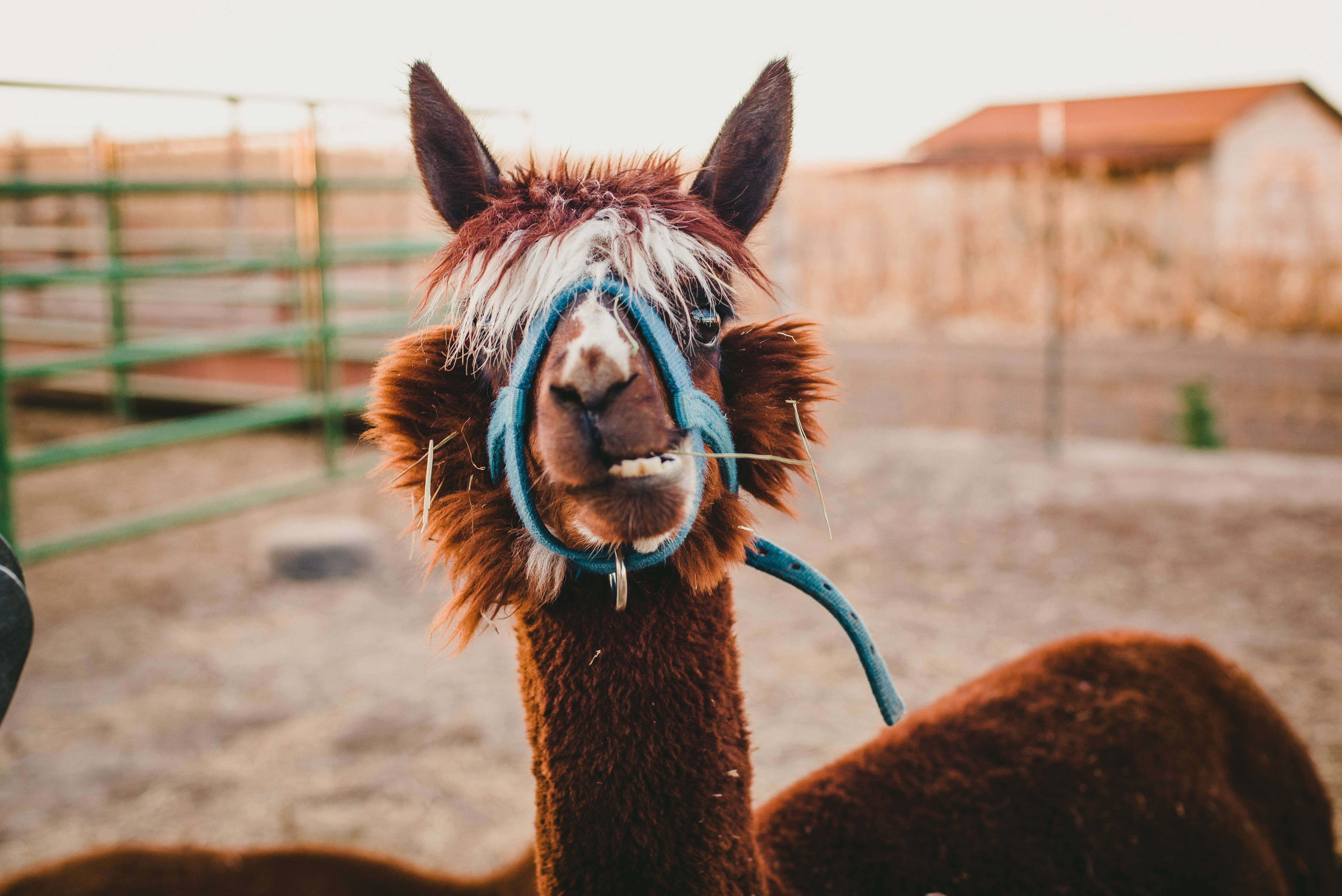 Alpaca 桌布 壁紙 — 一隻棕色羊駝戴著藍色韁繩，在圍欄內直視鏡頭的特寫。