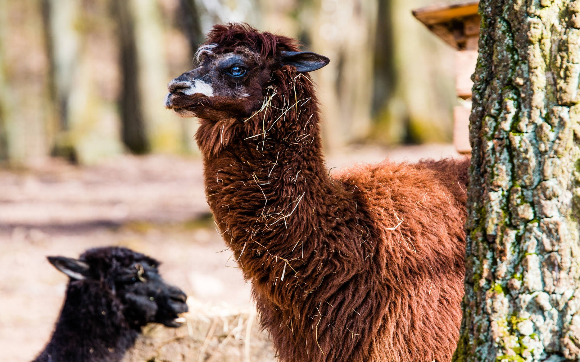 Alpaca 桌布 壁紙 — 一隻棕色羊駝毛上有乾草，站在樹旁，而一隻黑色羊駝在附近的森林裡吃草。