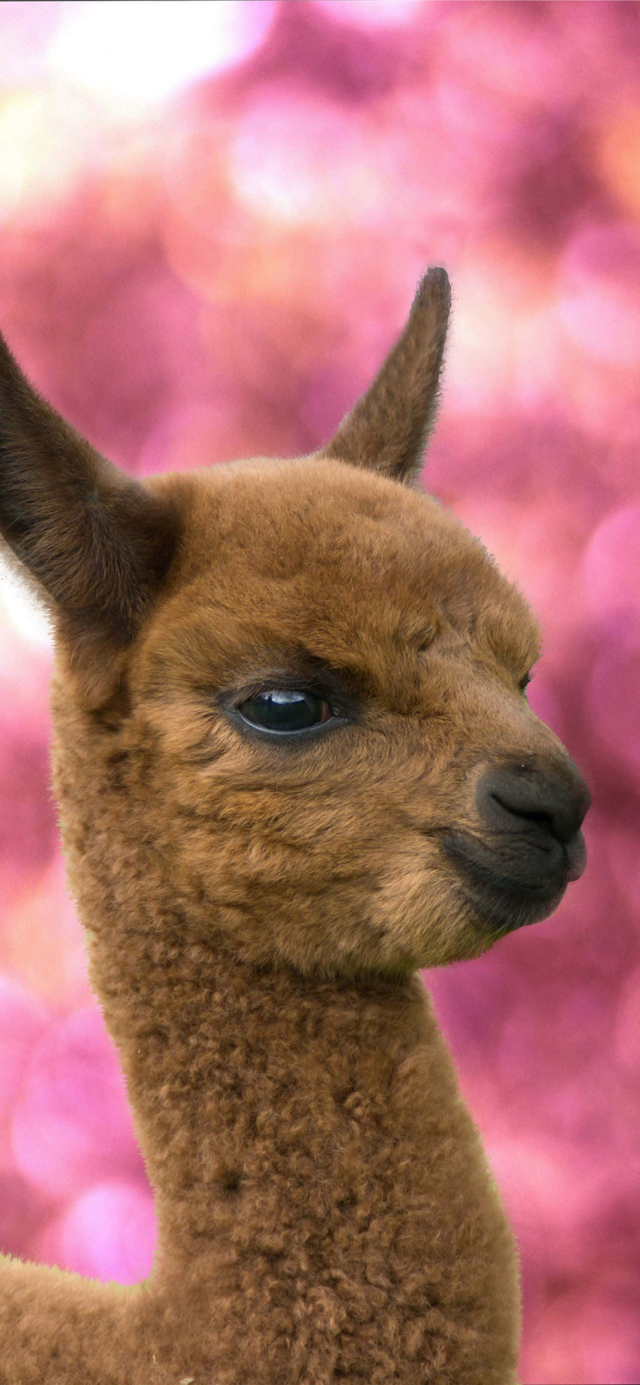 動物 桌布 壁紙 — 一隻棕色羊駝的特寫，毛髮柔軟，眼睛深邃，背景是夢幻的粉紅色散景。