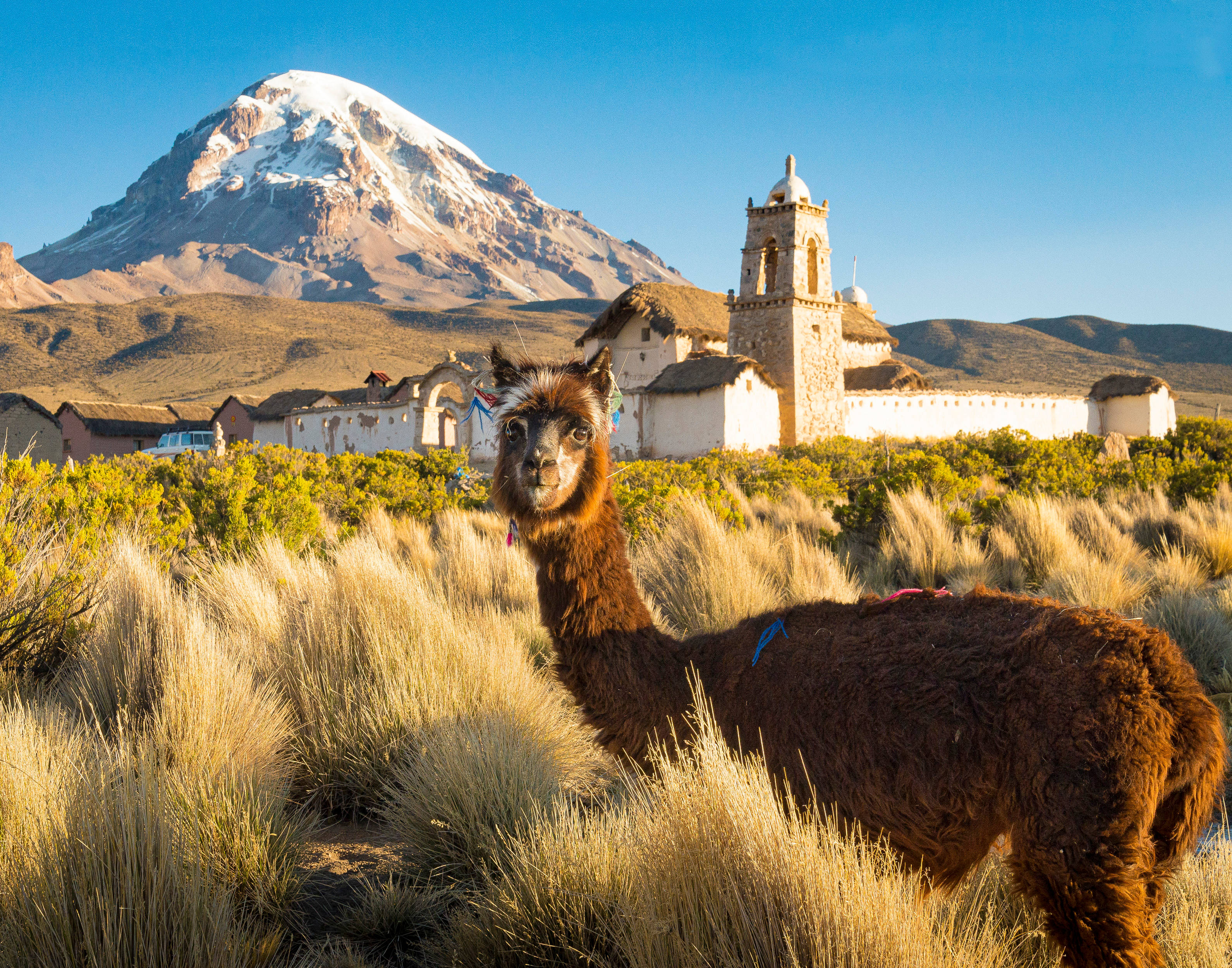 Bolivia 桌布 壁紙 — 一隻棕色羊駝站在金色草地上，前面是一座白色教堂，背後有積雪的山峰在清澈藍天下聳立。