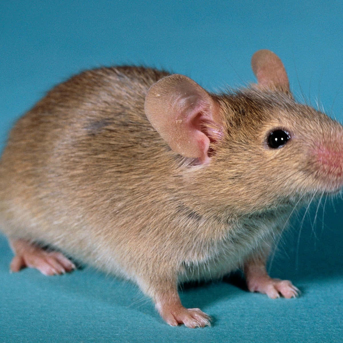 Mouse 桌布 壁紙 — 一隻棕色老鼠的特寫照片，有大耳朵和鬍鬚，站在青綠色表面上。