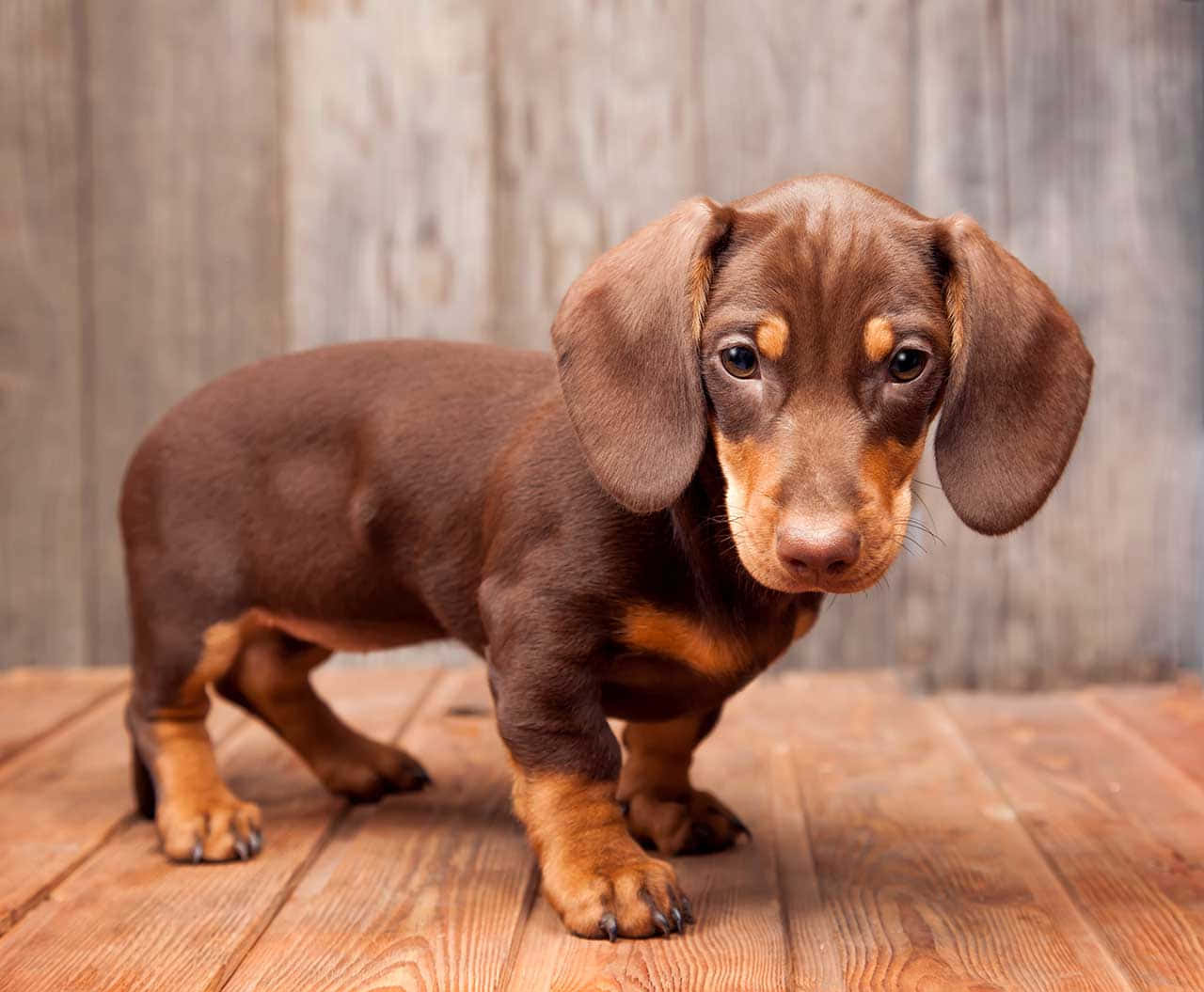 Dachshund Puppy 桌布 壁紙 — 一隻棕色臘腸犬幼犬，耳朵下垂，站在木甲板上直視鏡頭。