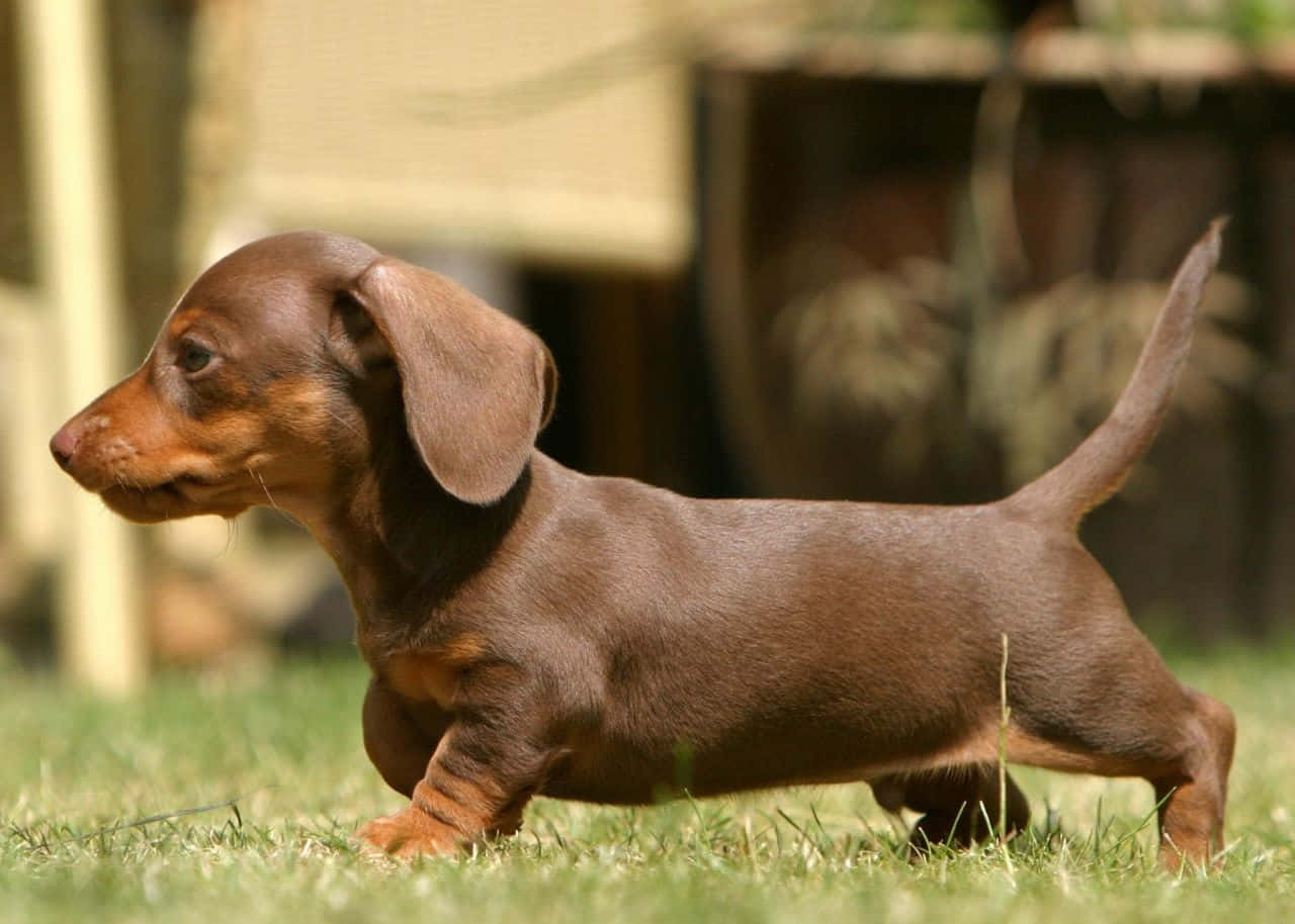 Dachshund Puppy 桌布 壁紙 — 一隻棕色臘腸犬幼犬警覺地走在陽光明媚的綠色草地上，背景是模糊的木柵欄。