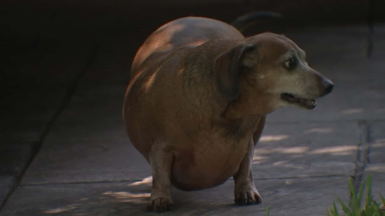 fat dog 桌布 壁紙 — 一隻棕色臘腸犬警覺地站在陽光普照的混凝土小徑上，附近有斑駁的陰影和綠草。