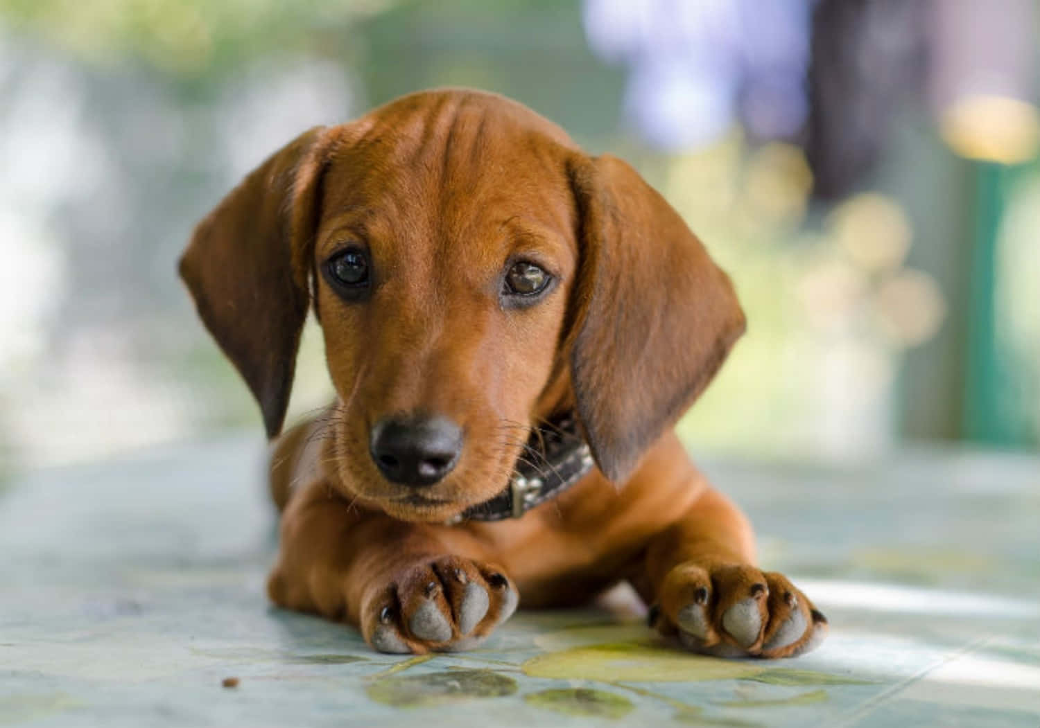 Dachshund Puppy 桌布 壁紙 — 一隻棕色臘腸狗幼犬躺在瓷磚地板上的特寫，背景柔和散景。