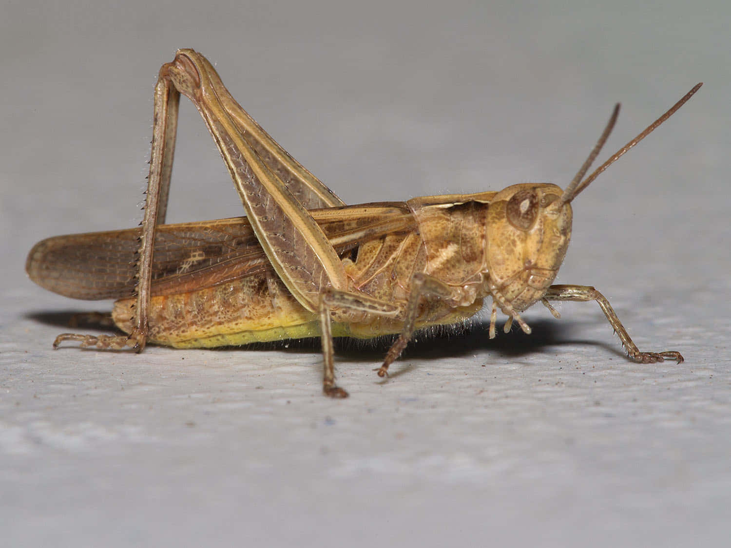 Grasshopper 桌布 壁紙 — 一隻棕色蚱蜢的特寫照片，有長觸角和摺疊的翅膀，在淺灰色表面上休息。