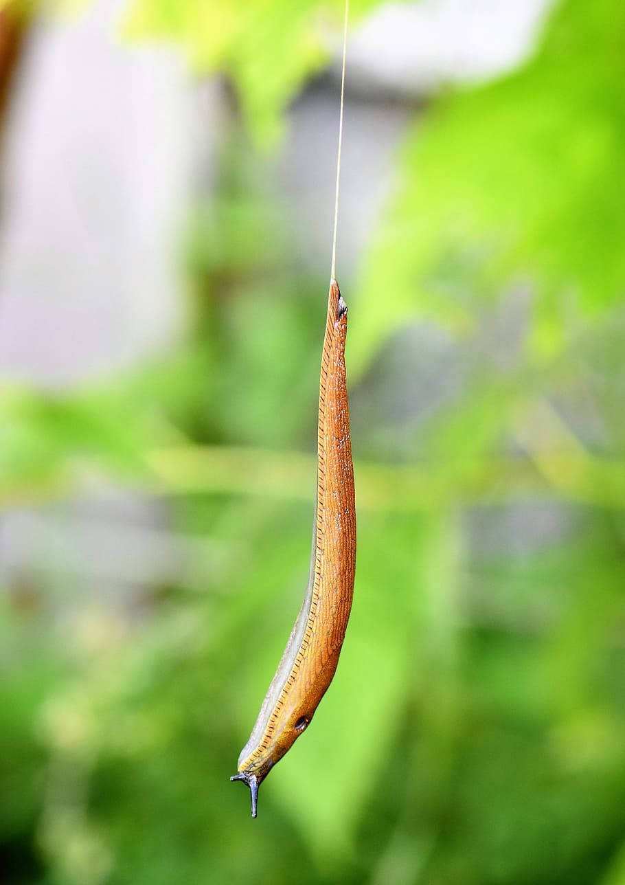 動物 桌布 壁紙 — 一隻棕色蛞蝓用一條細線懸掛在柔軟的綠色模糊樹葉背景前。